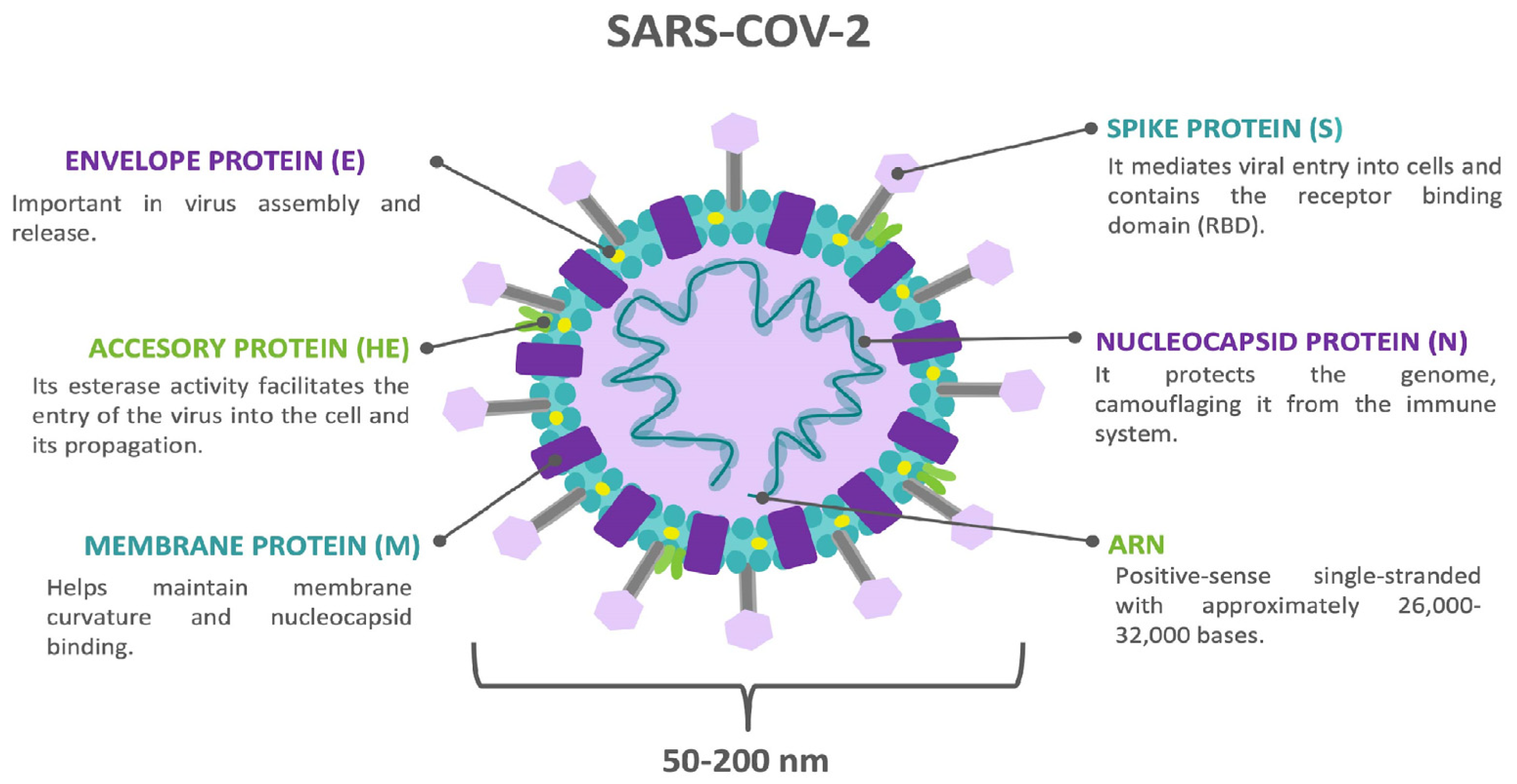 Biomedicines 12 01147 g001