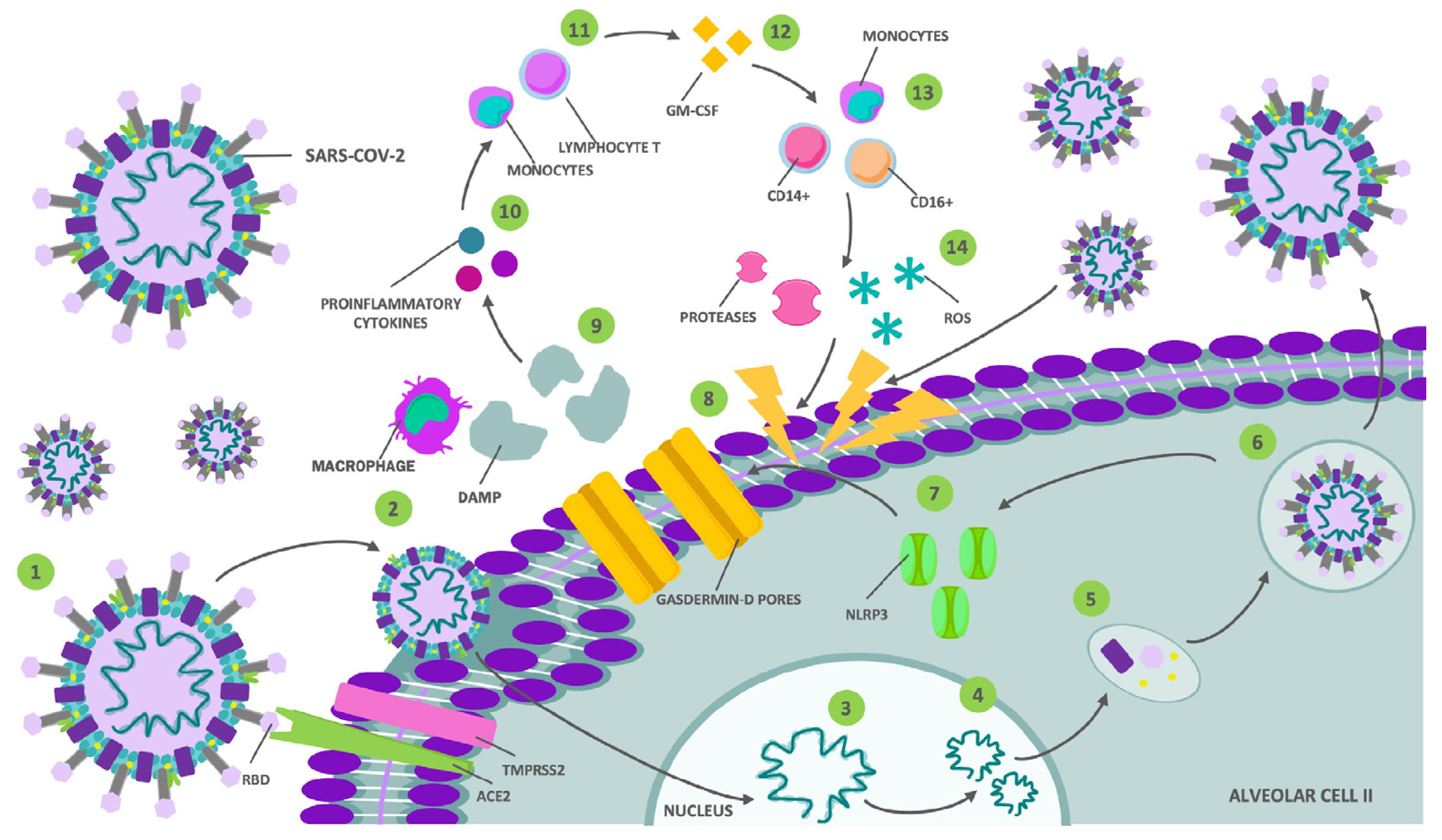 Biomedicines 12 01147 g002