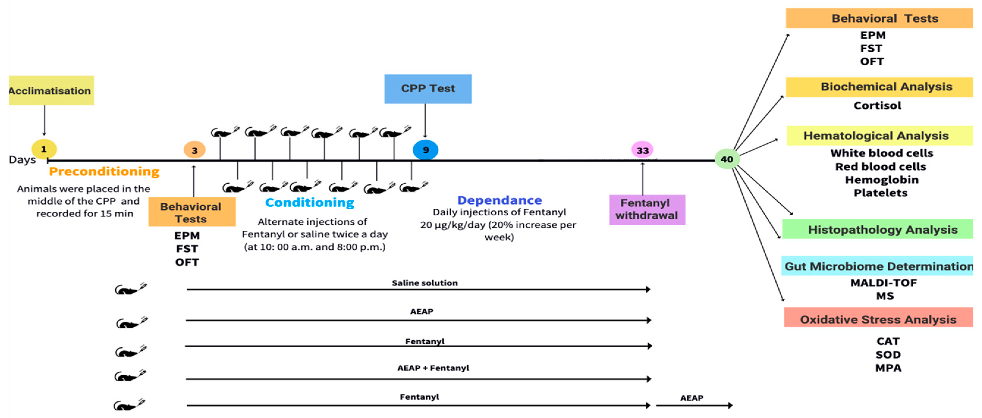 Biomedicines 12 01152 g001