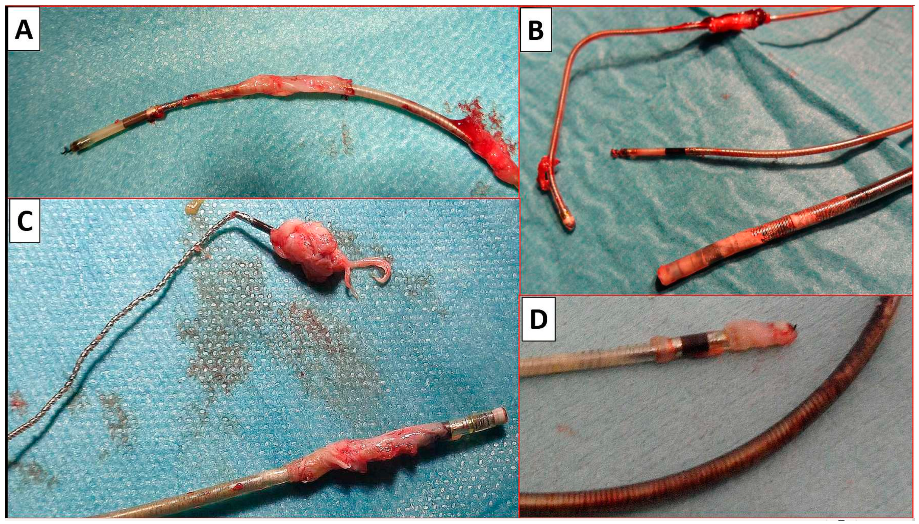 Biomedicines 12 01154 g002