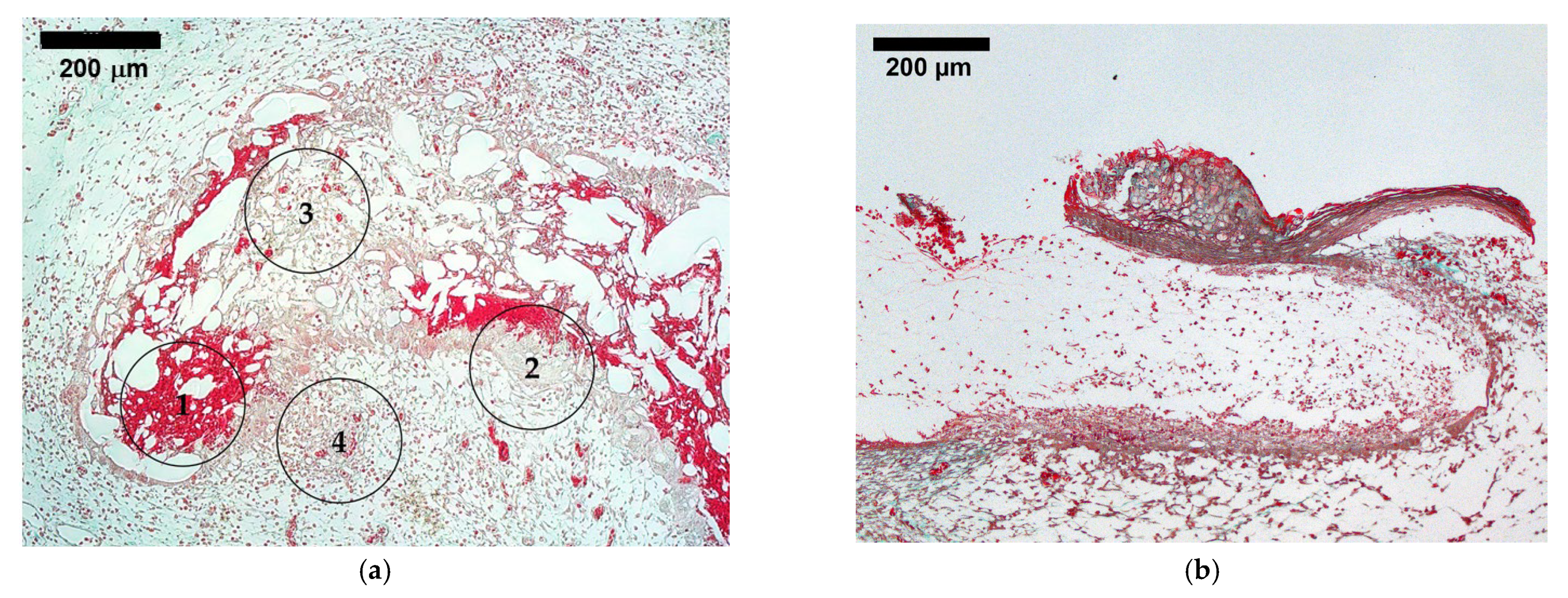 Biomedicines 12 01155 g008a