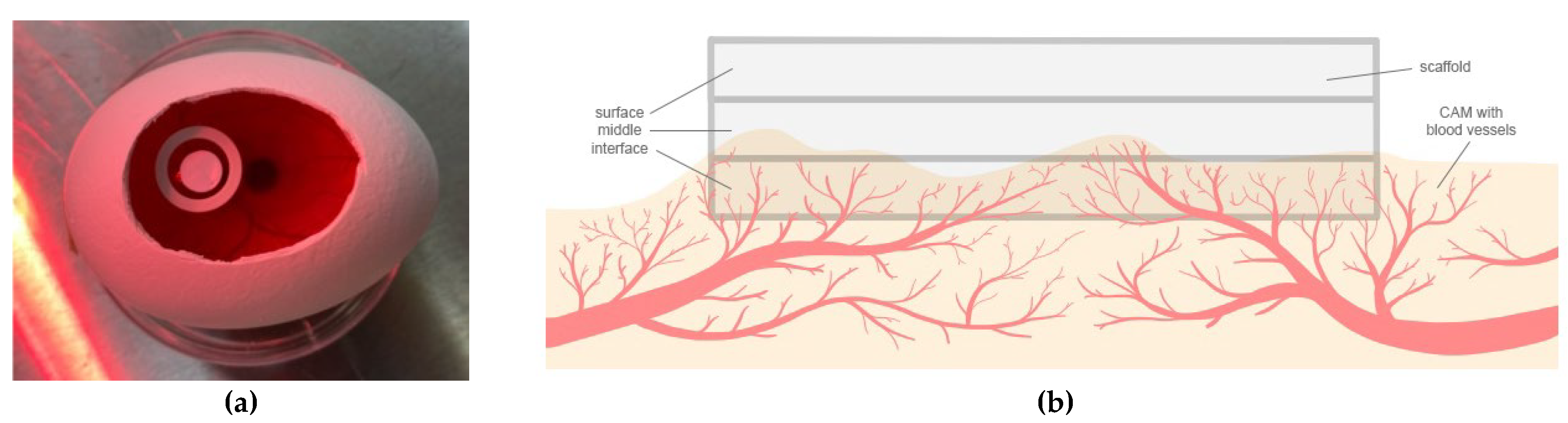 Biomedicines 12 01155 g0a1