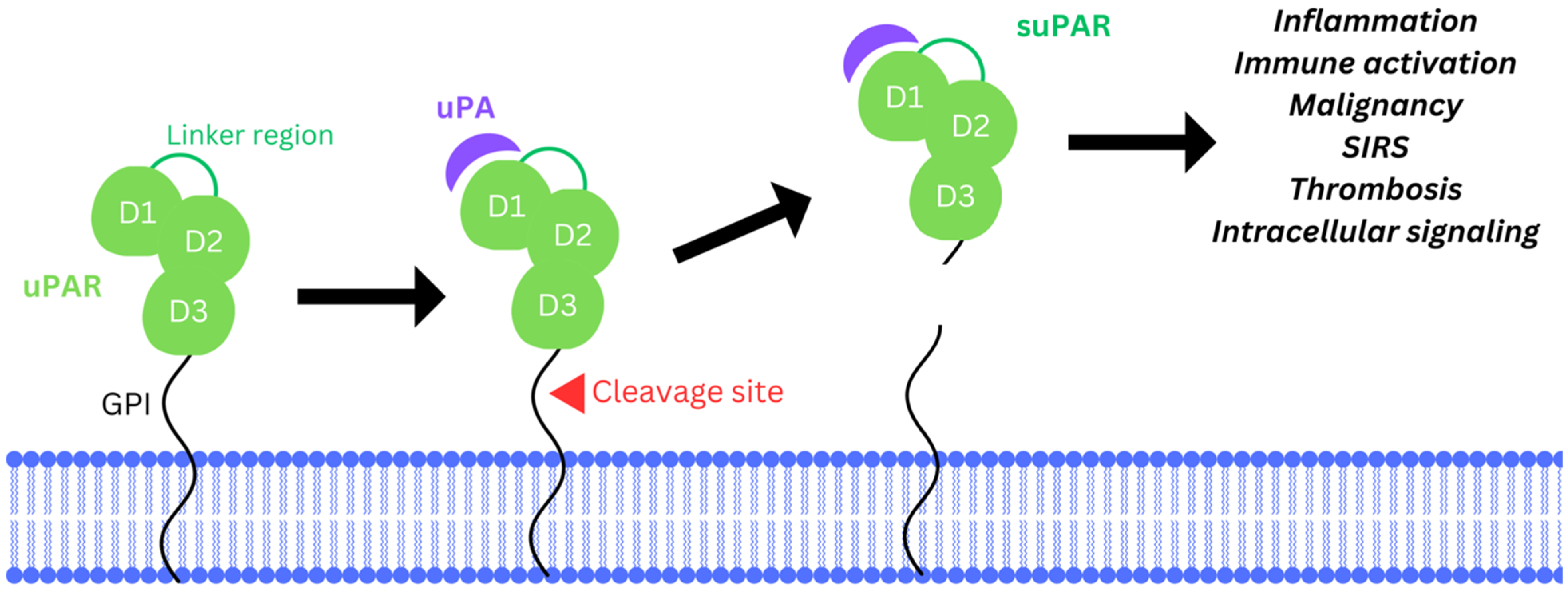 Biomedicines 12 01167 g002