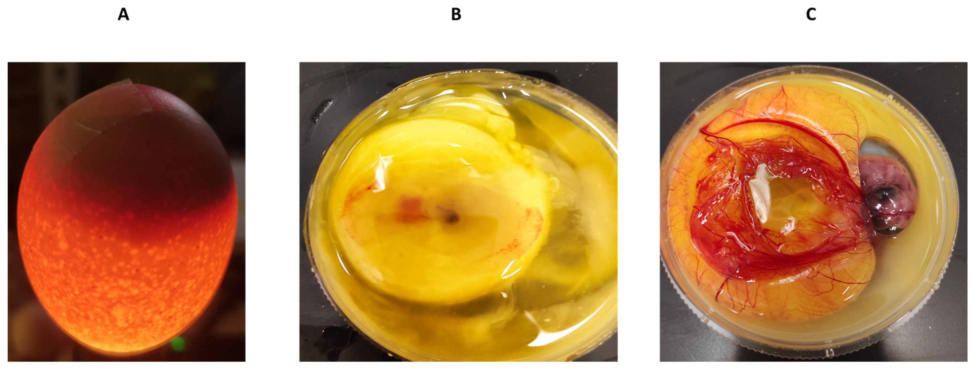 Biomedicines 12 01183 g007