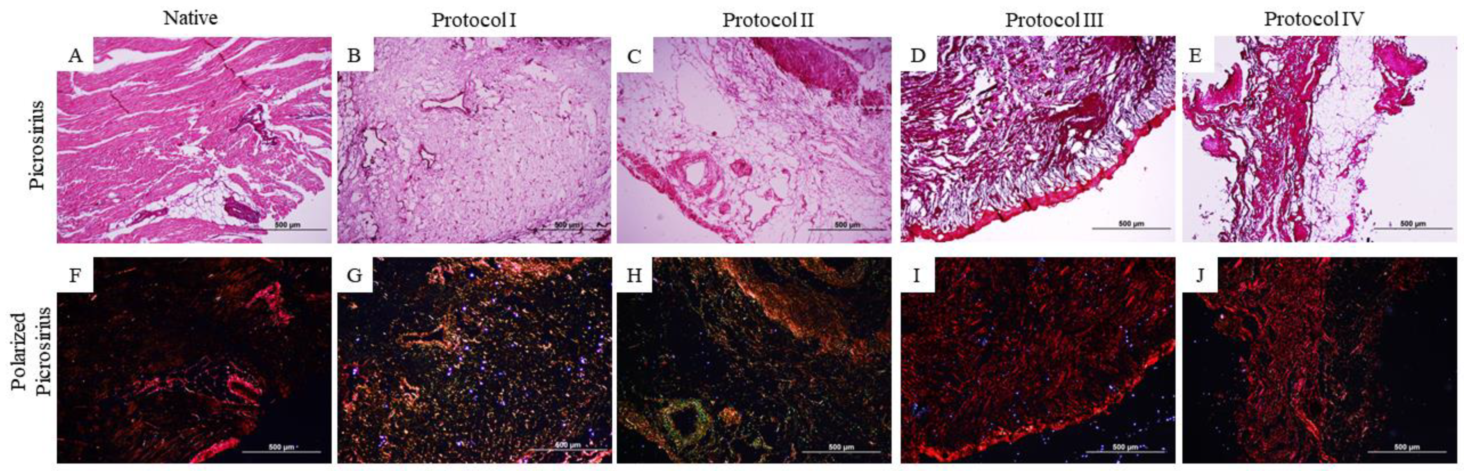 Biomedicines 12 01190 g005