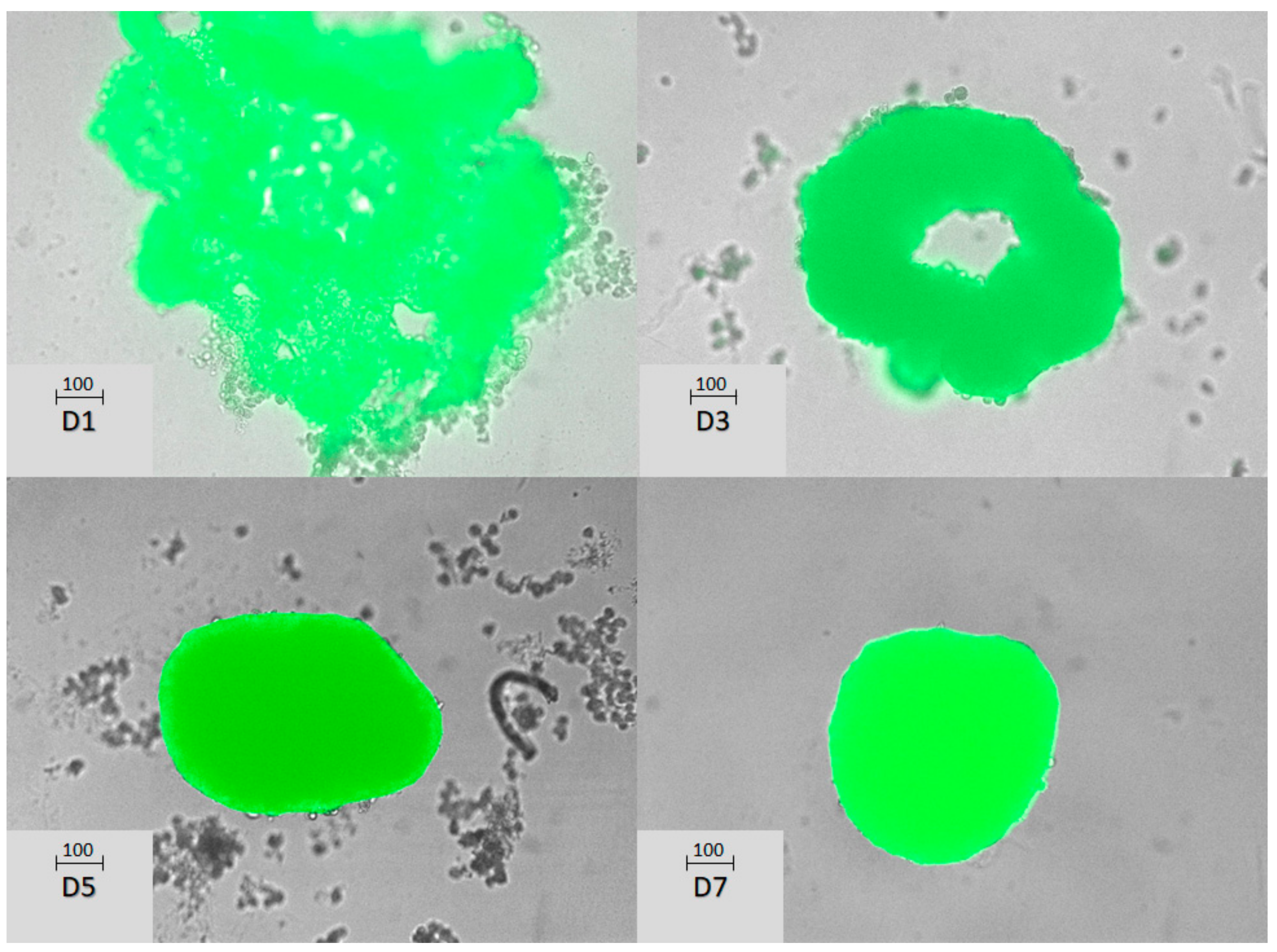Ai Three-Dimensional Hepatocyte Spheroids: Model for Assessing