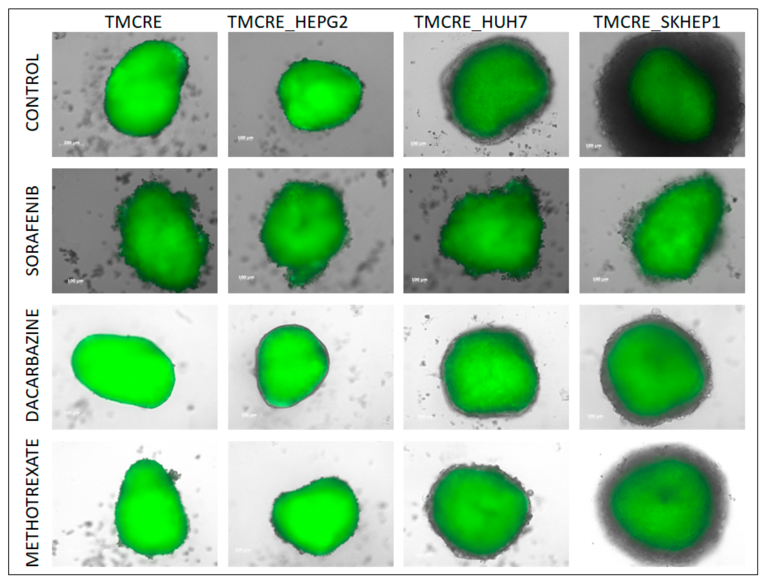 Biomedicines 12 01200 g007