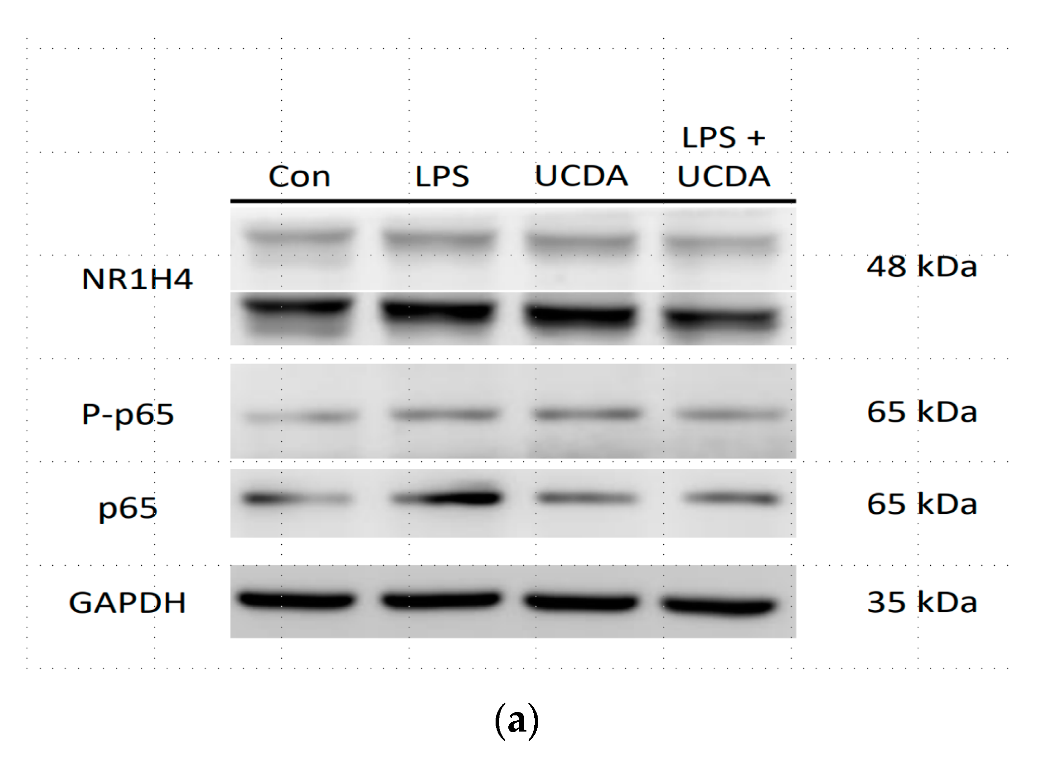 Biomedicines 12 01236 g001a