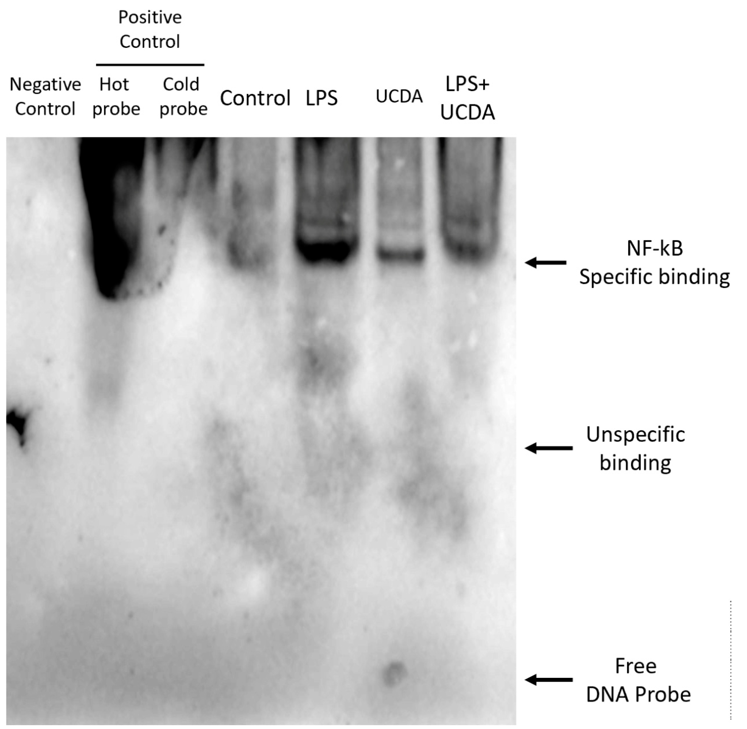 Biomedicines 12 01236 g004