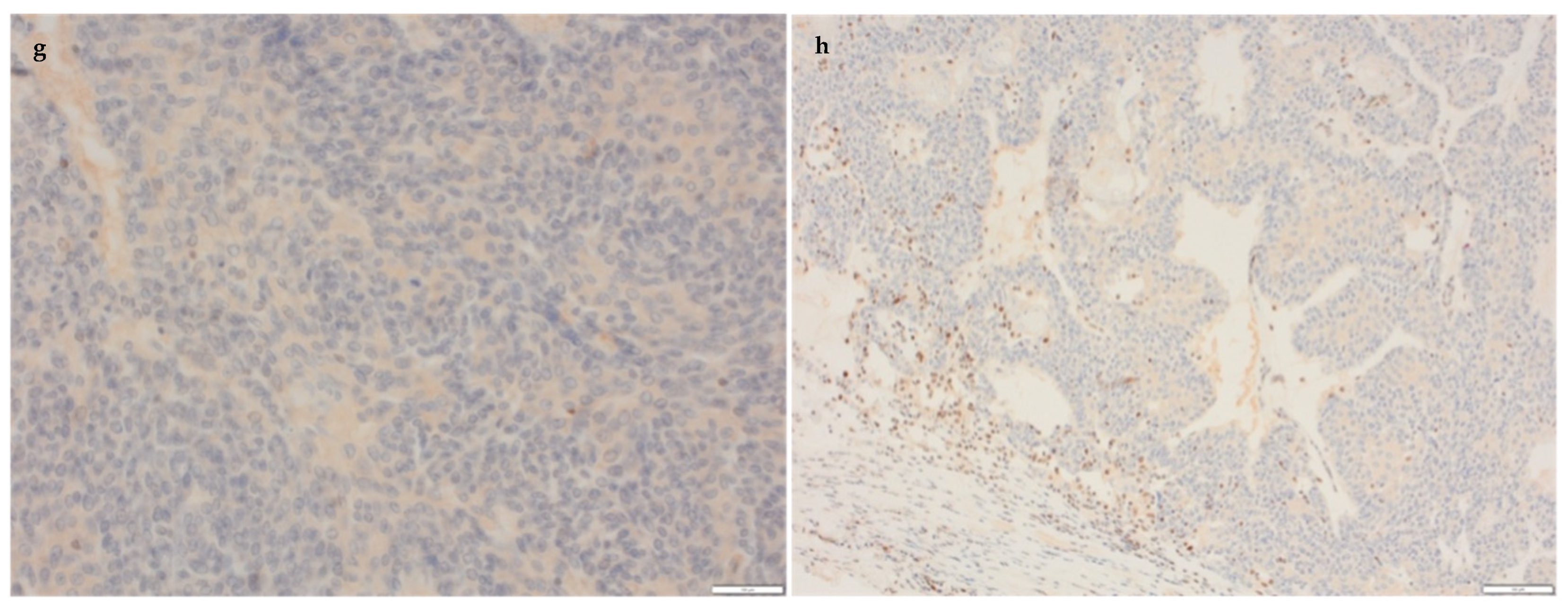 Biomedicines 12 01242 g003b