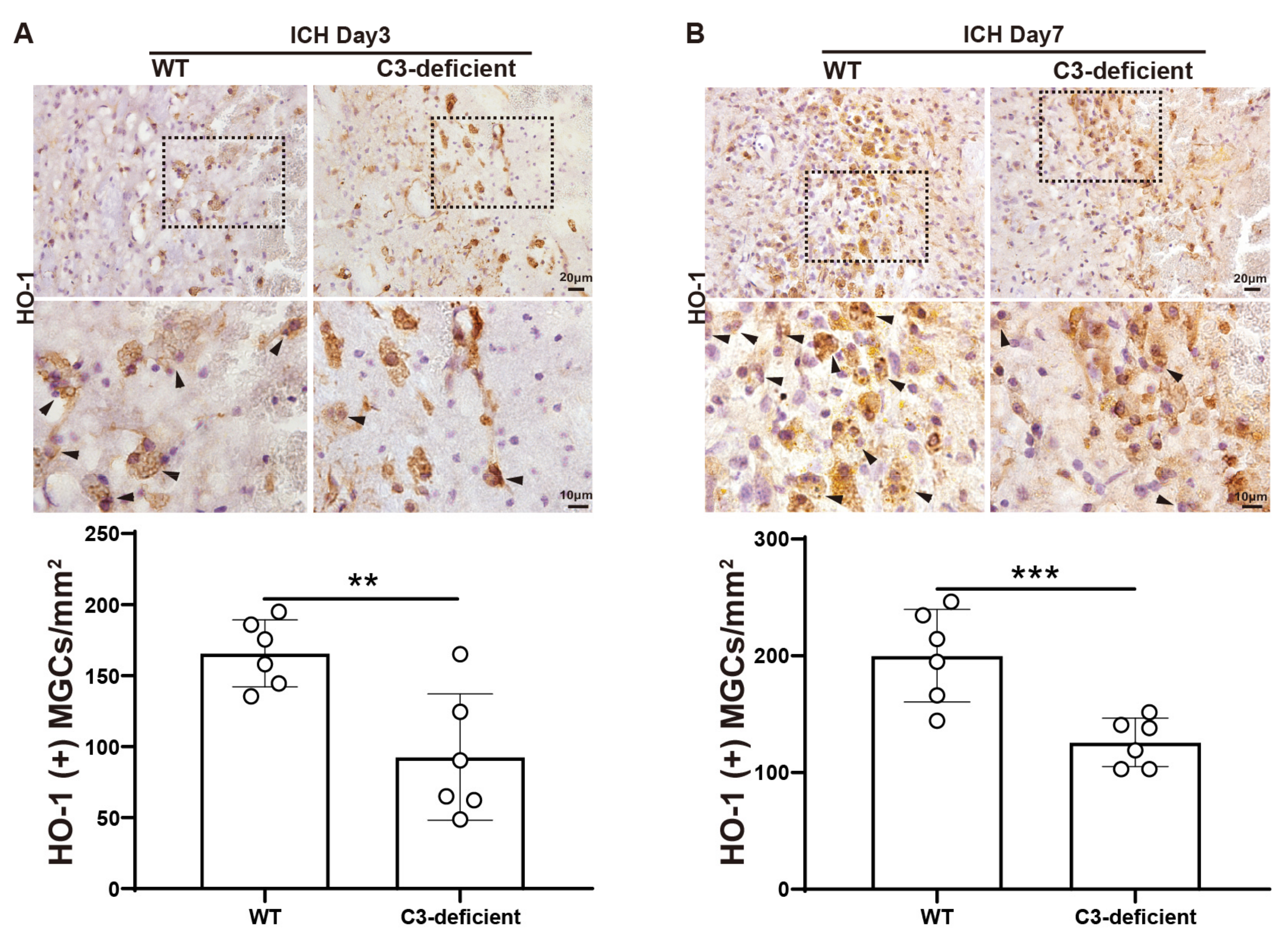 Biomedicines 12 01251 g004
