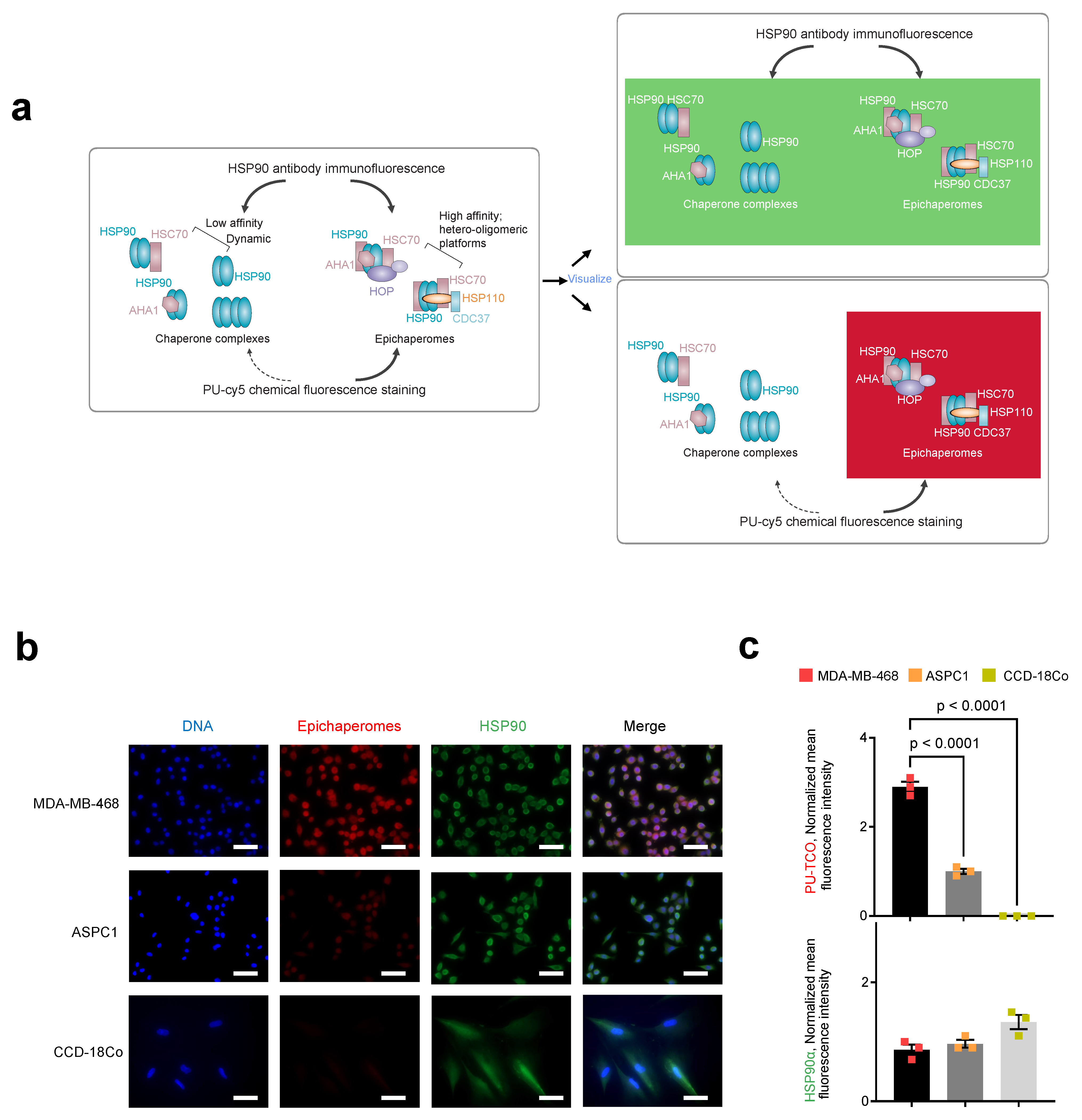 Biomedicines 12 01252 g005