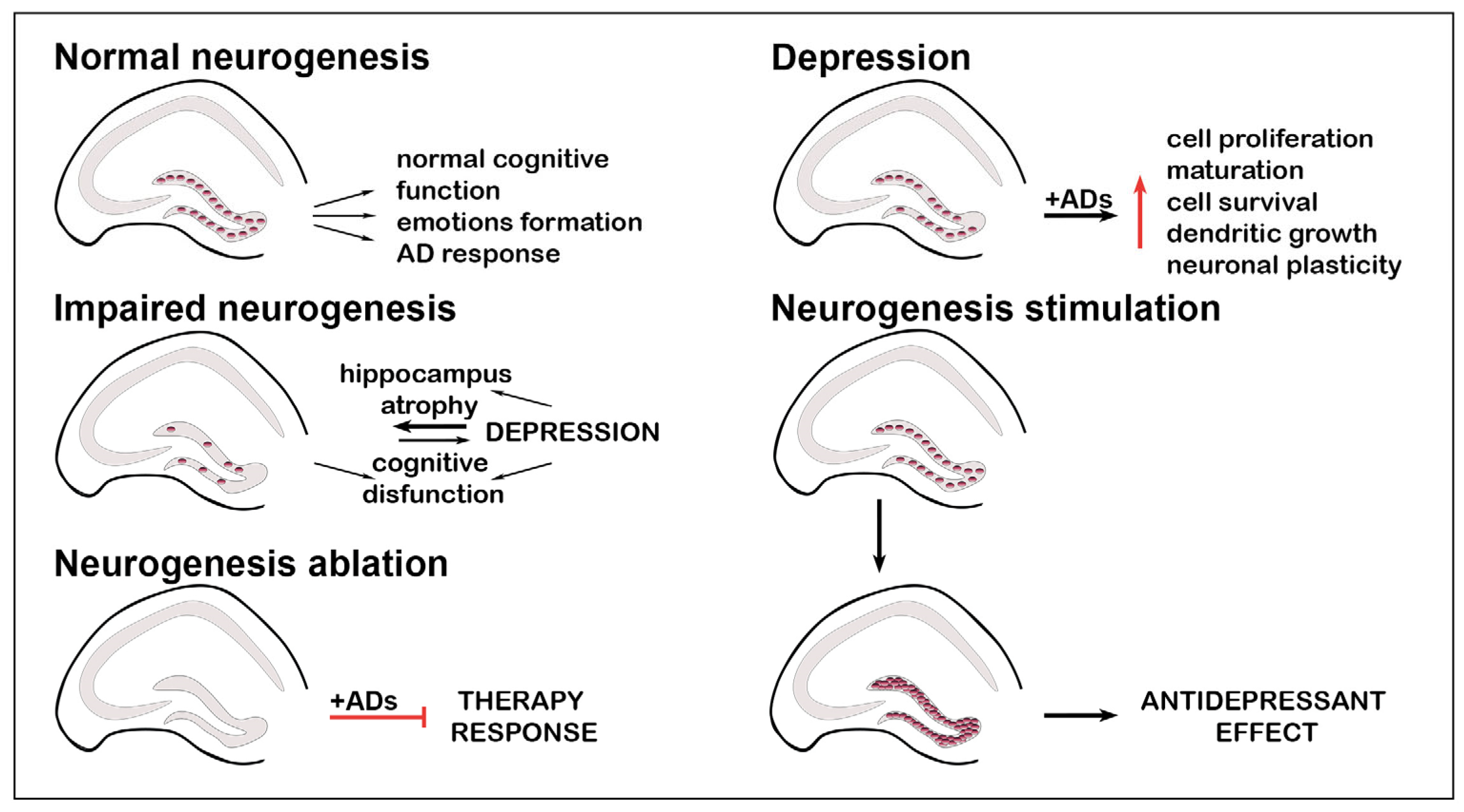 Biomedicines 12 01263 g001