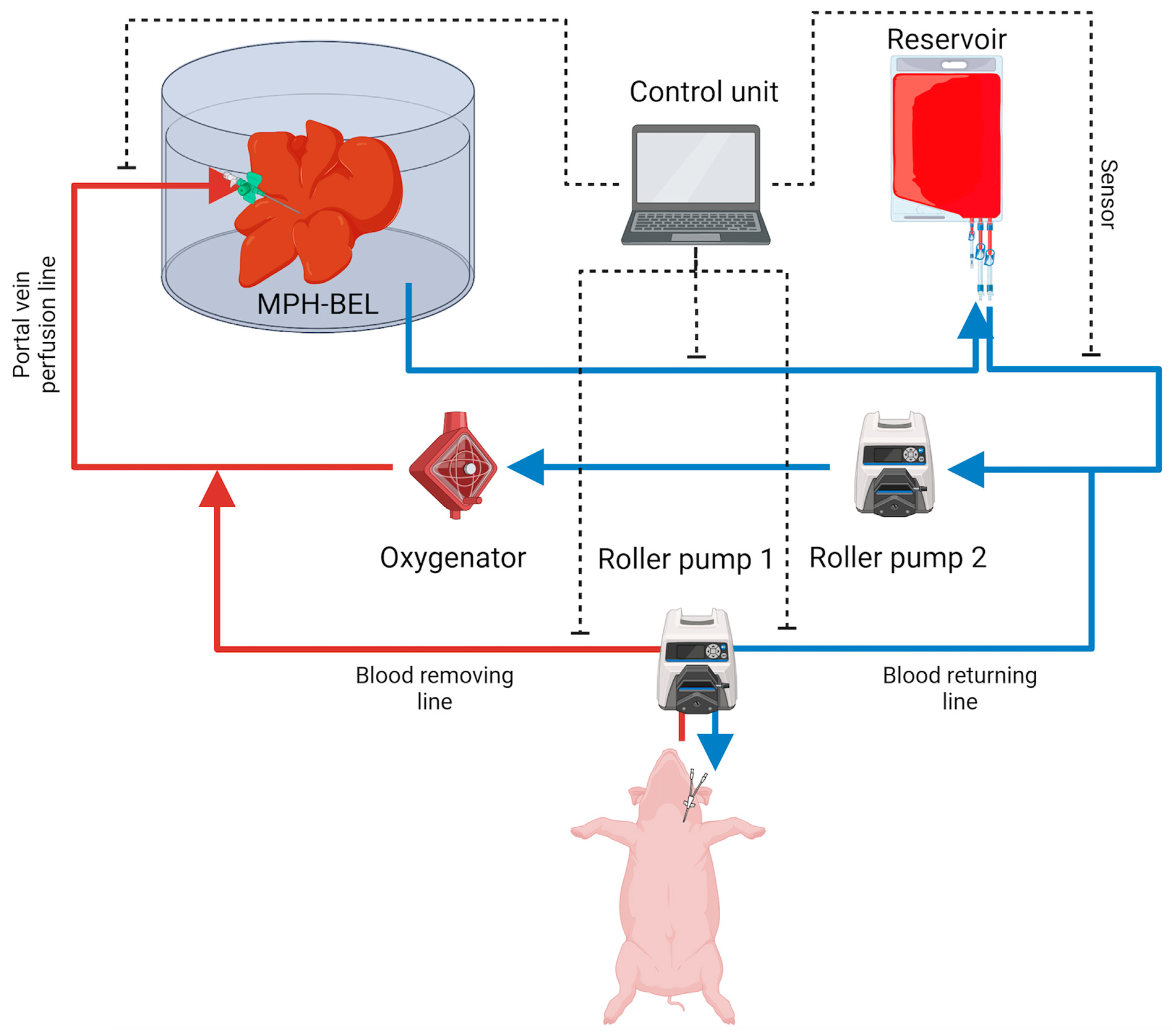 Biomedicines 12 01272 g003