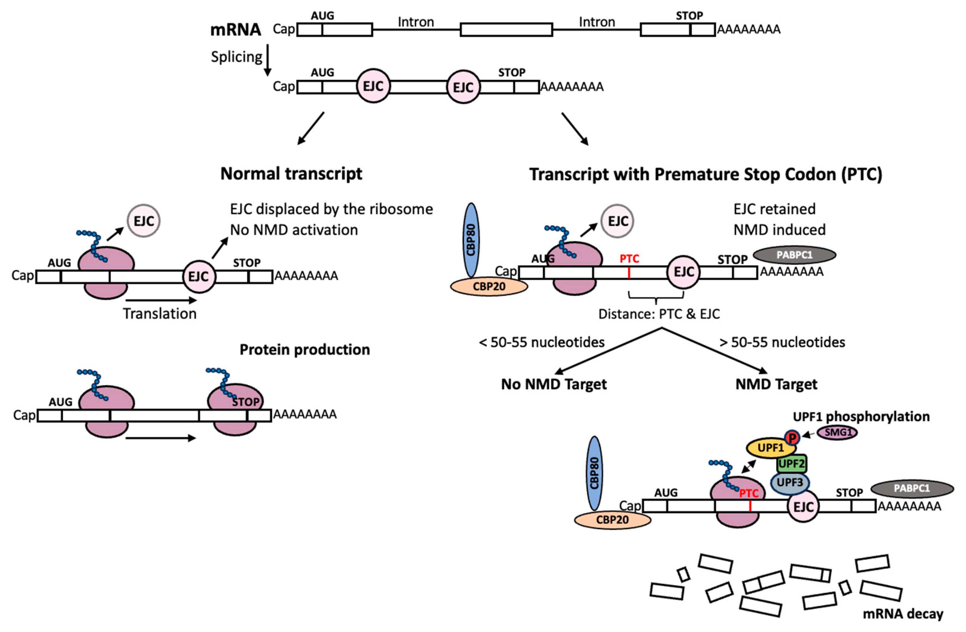 Biomedicines 12 01284 g002