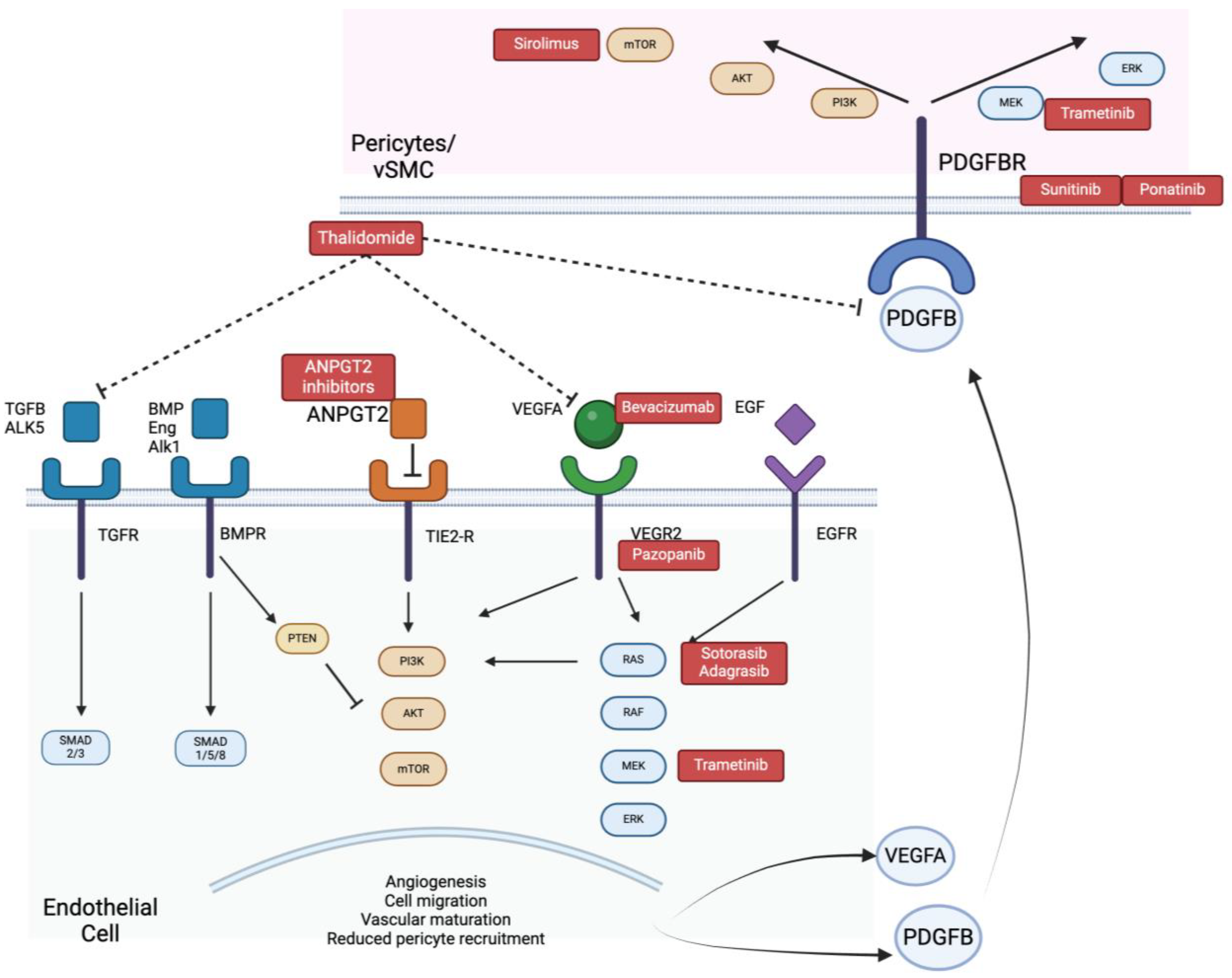 Biomedicines 12 01289 g002