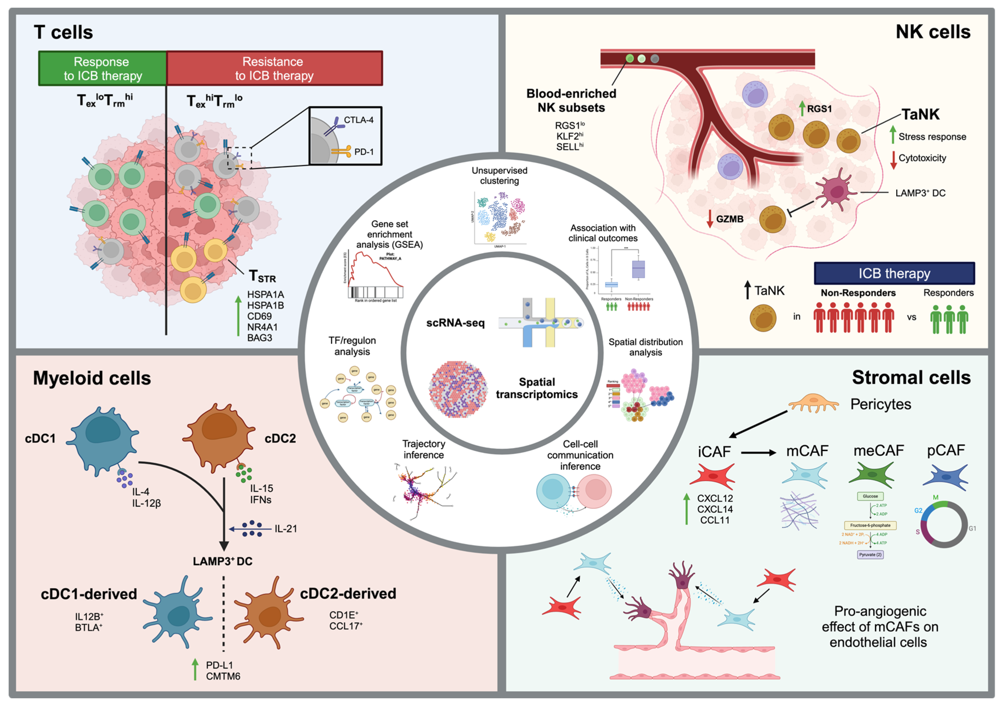 Biomedicines 12 01297 g001