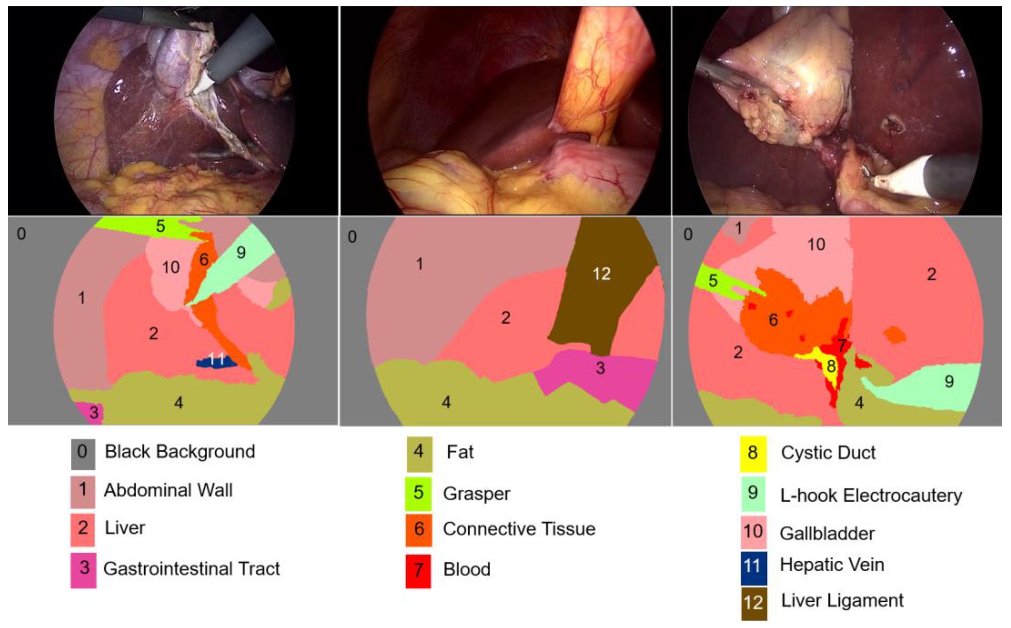 Biomedicines 12 01309 g002
