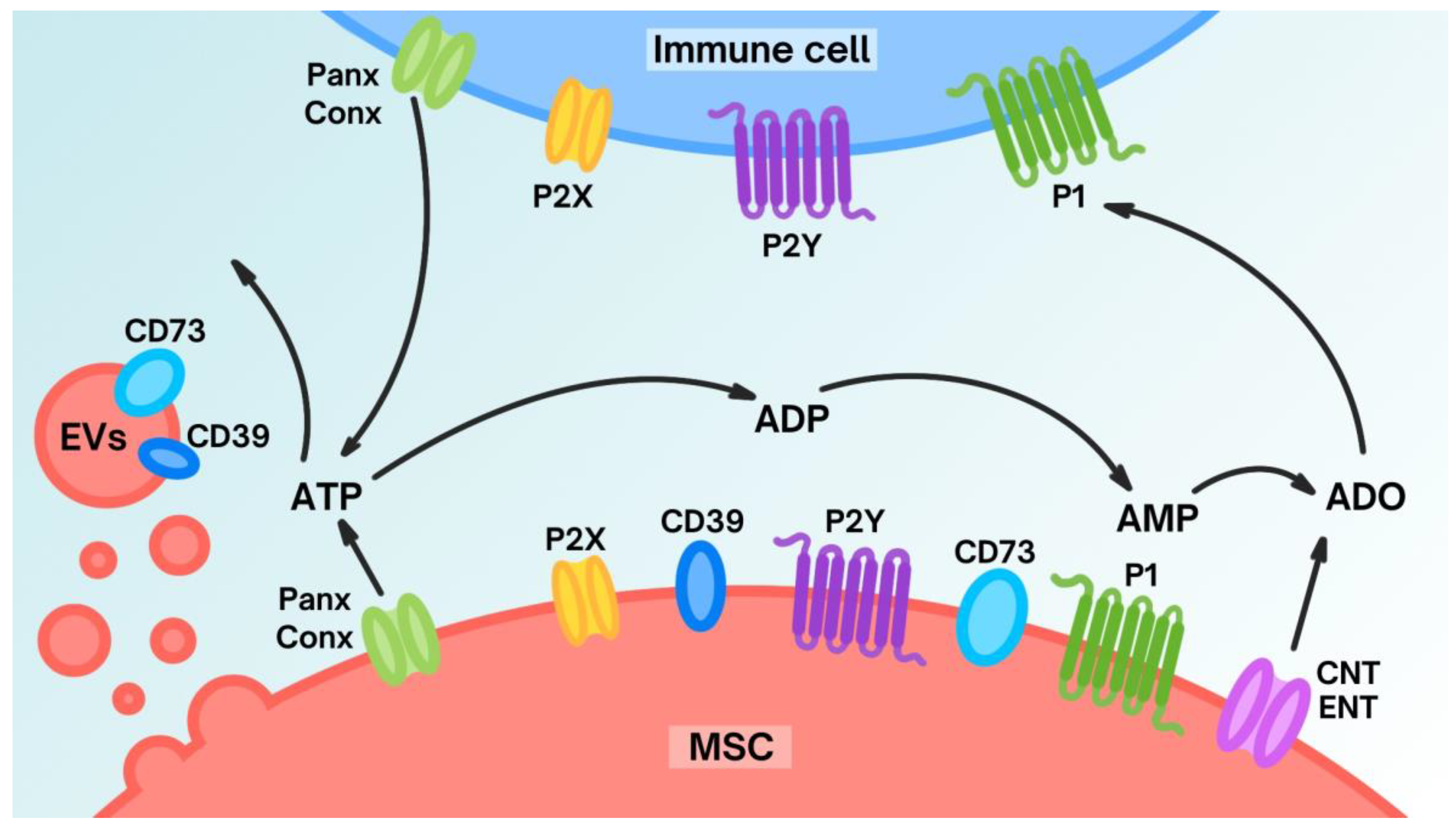 Biomedicines 12 01310 g001