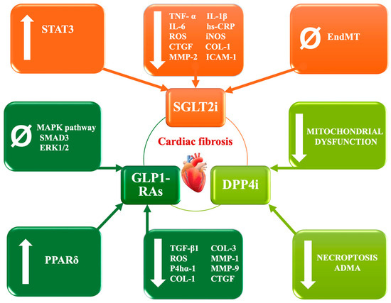 Unraveling the Cardiac Matrix: From Diabetes to Heart
