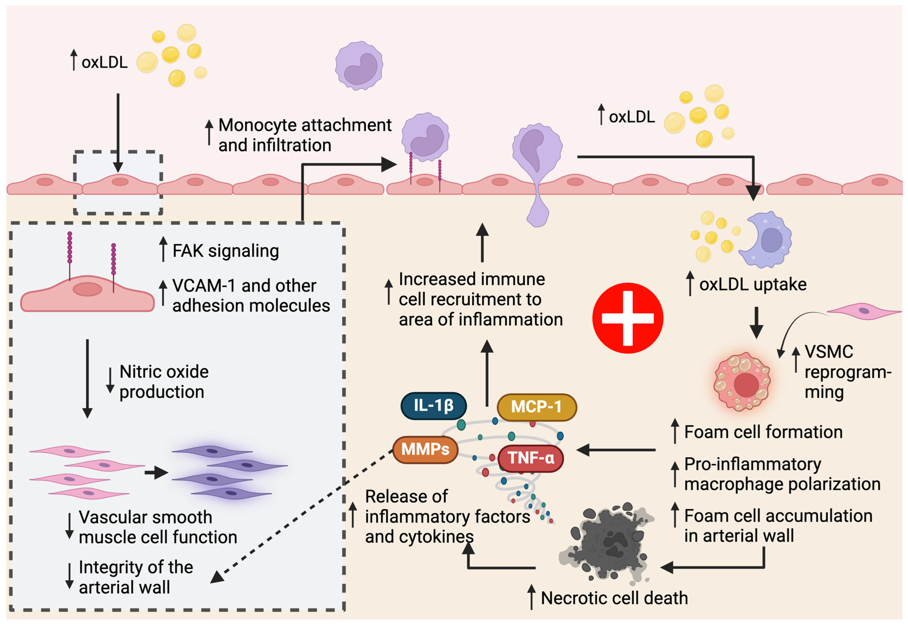 Biomedicines 12 01317 g002