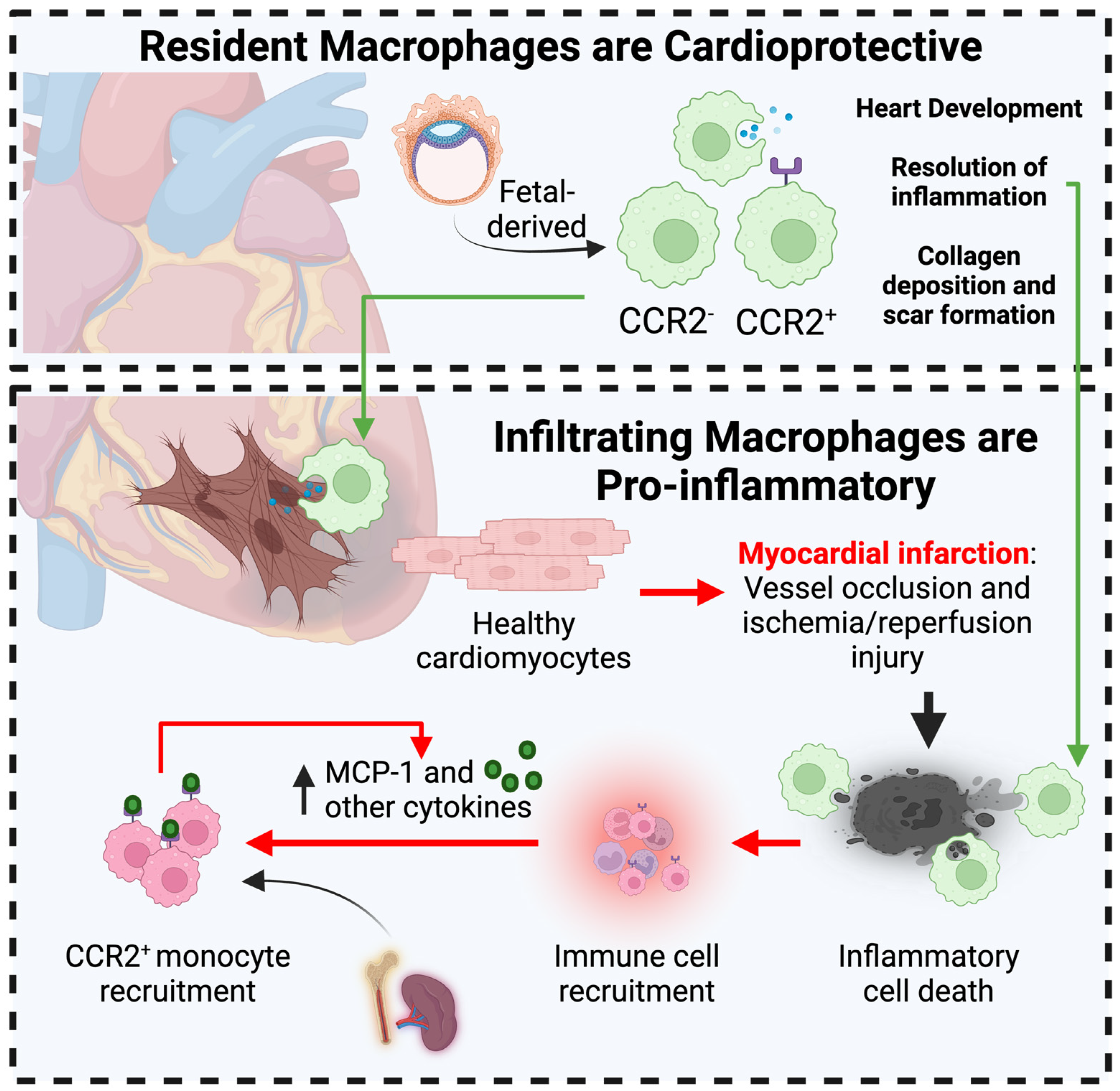 Biomedicines 12 01317 g003
