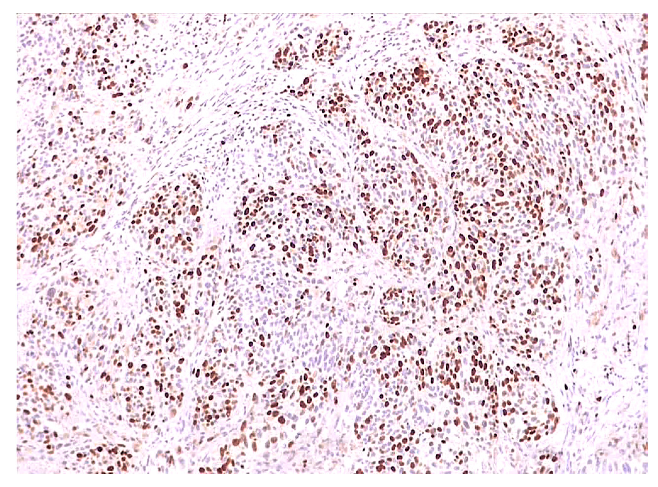 Biomedicines 12 01318 g006