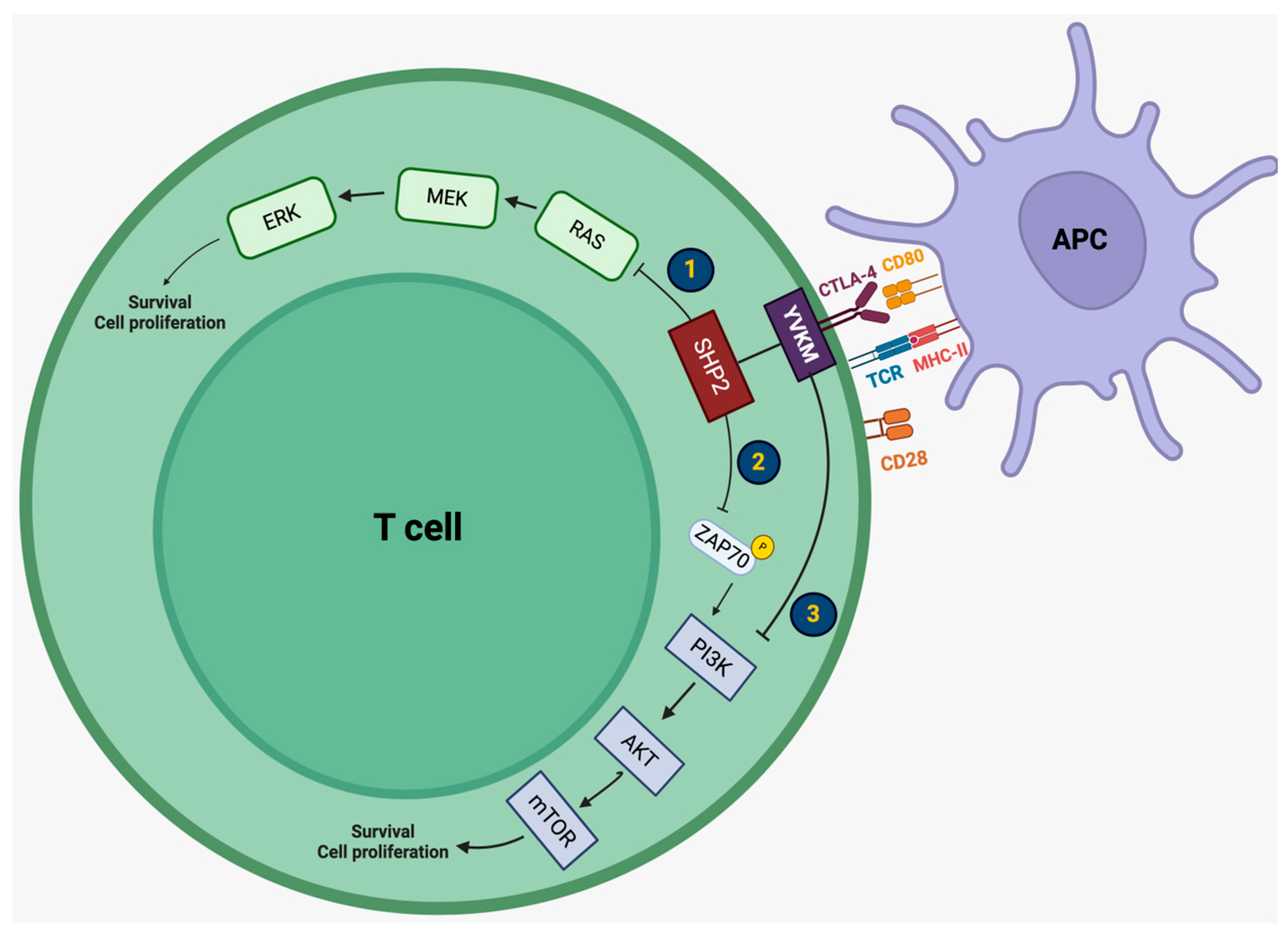 Biomedicines 12 01319 g001