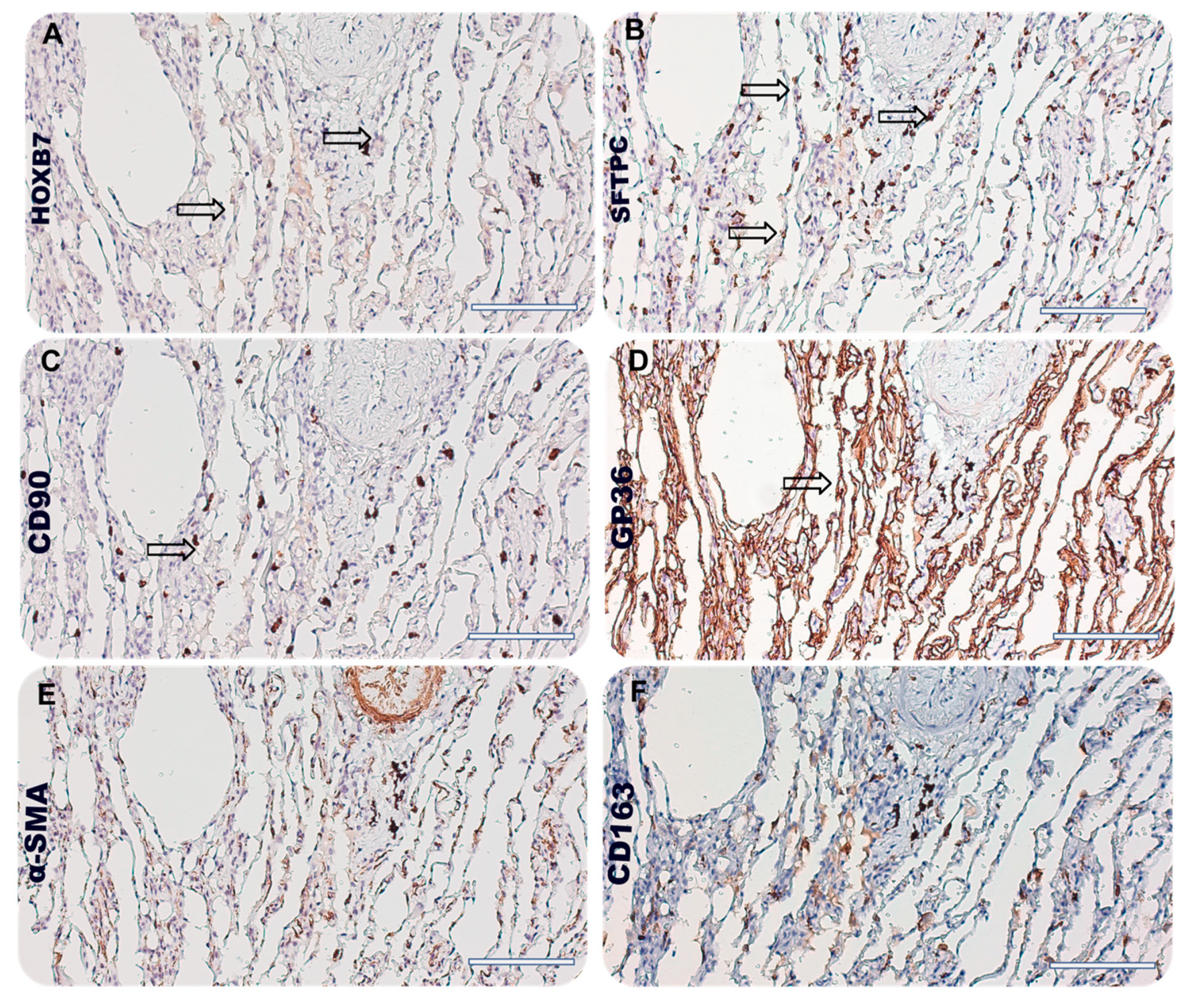 Biomedicines 12 01321 g004