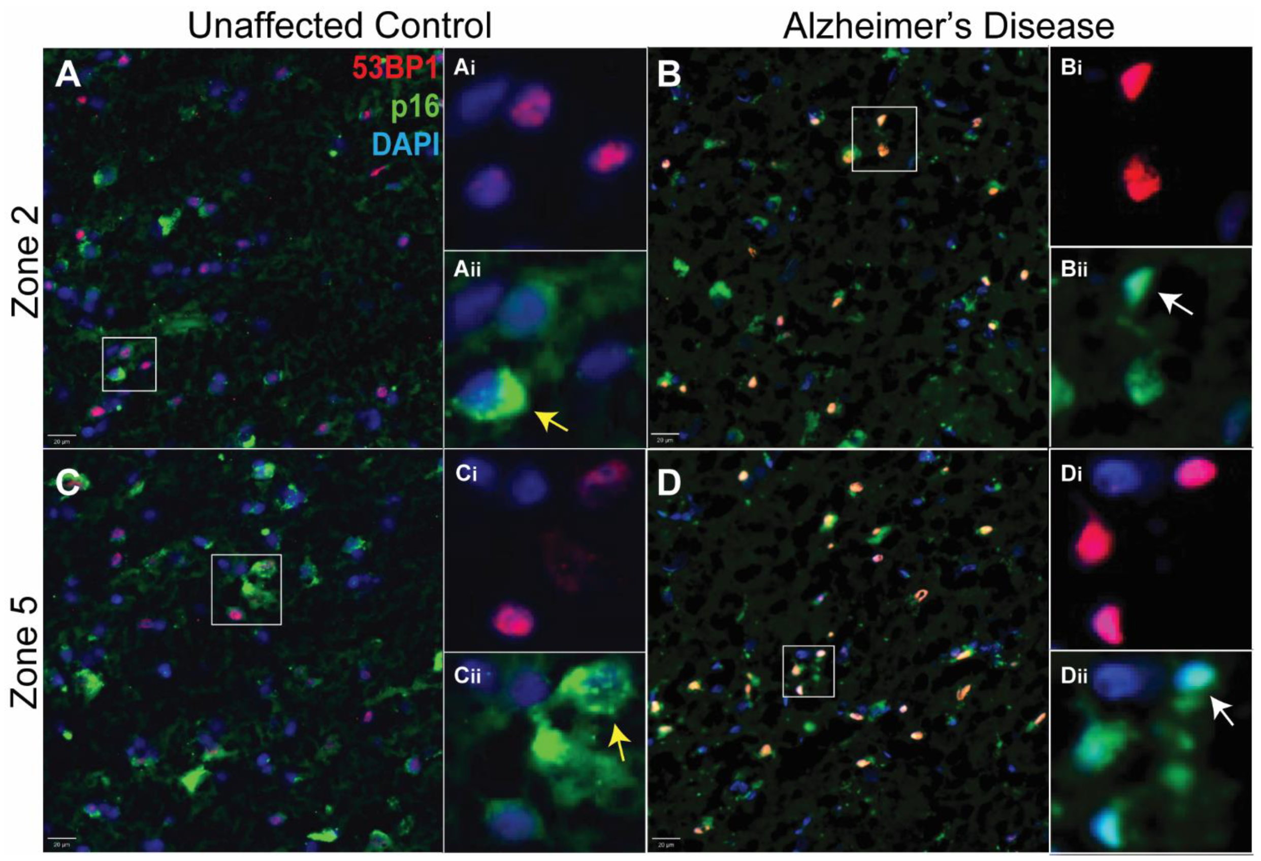 Biomedicines 12 01327 g003