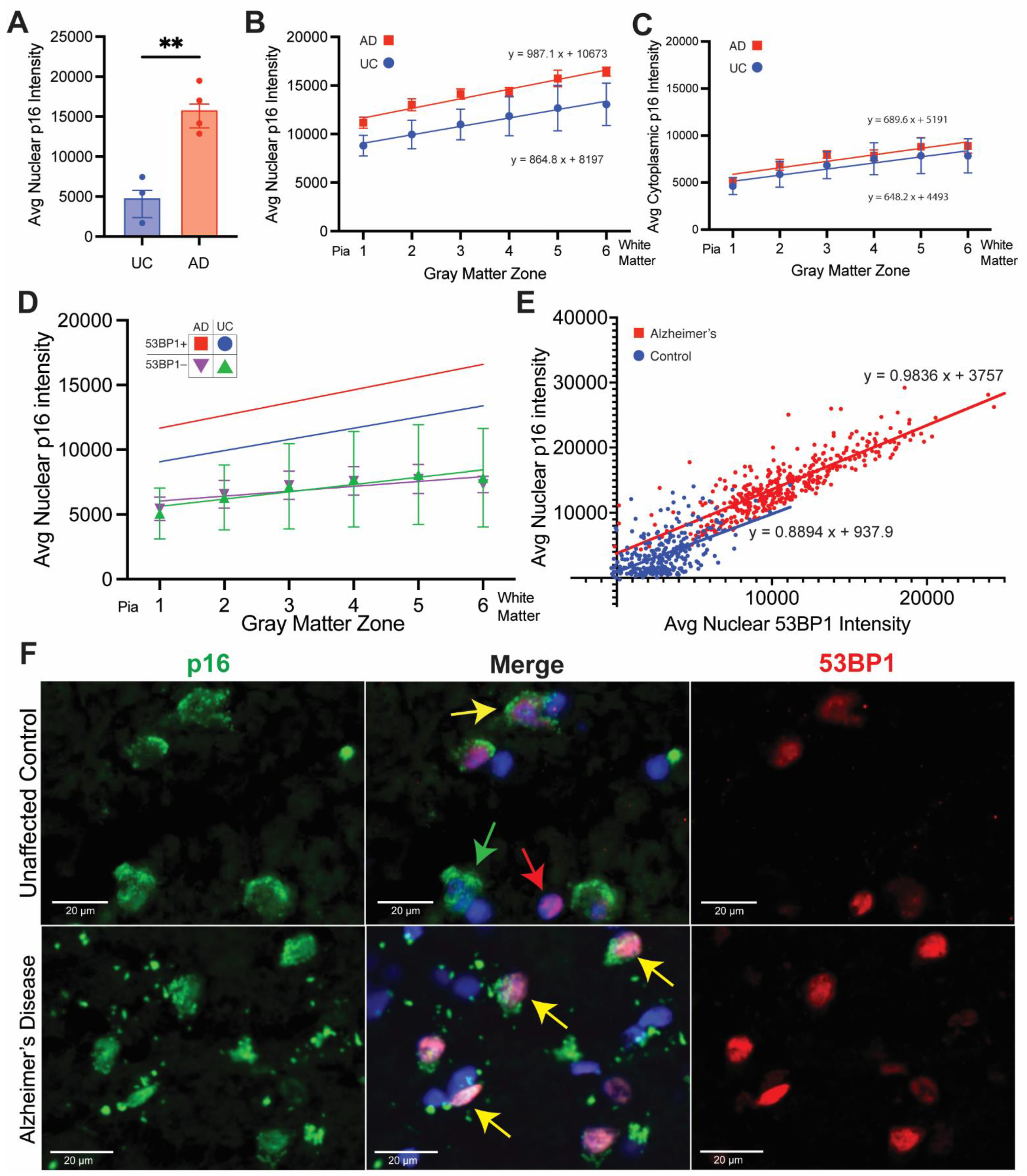 Biomedicines 12 01327 g006
