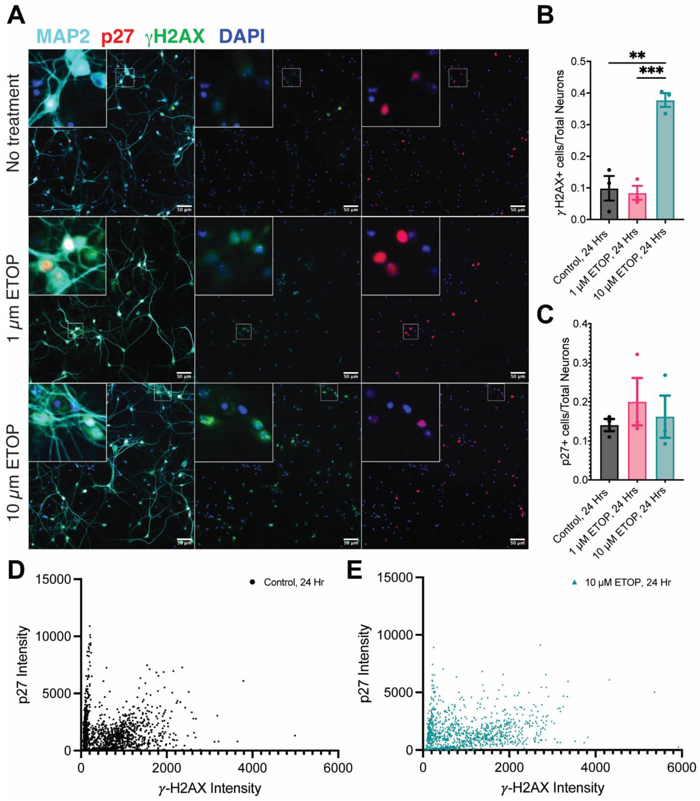 Biomedicines 12 01327 g007