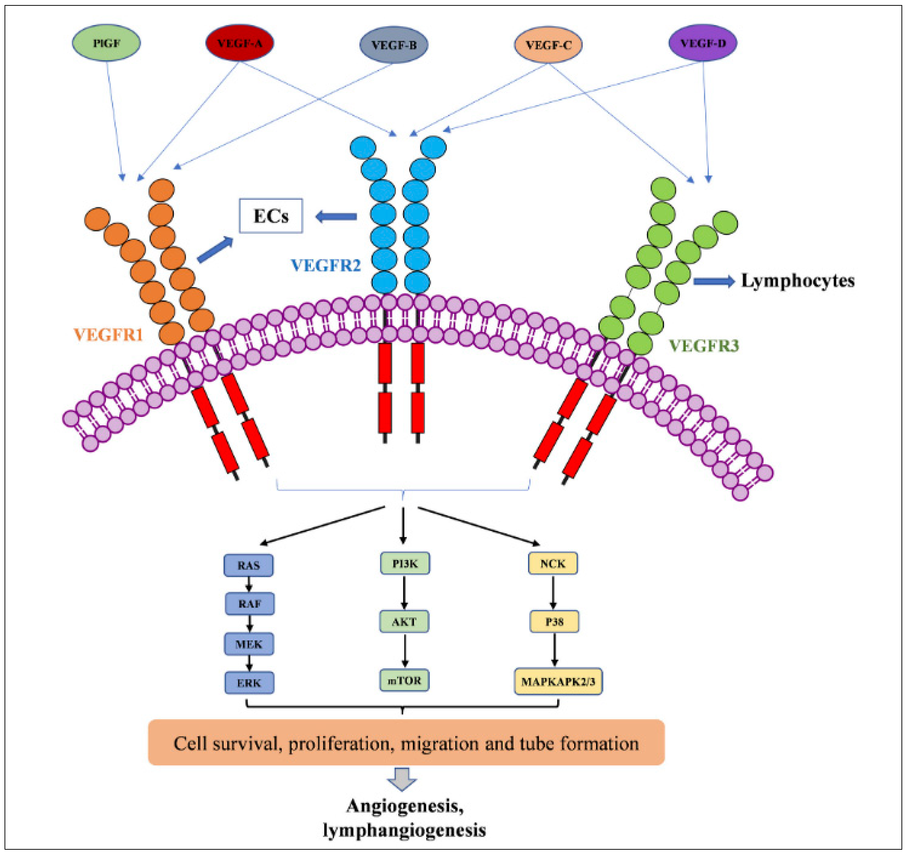 Biomedicines 12 01328 g002