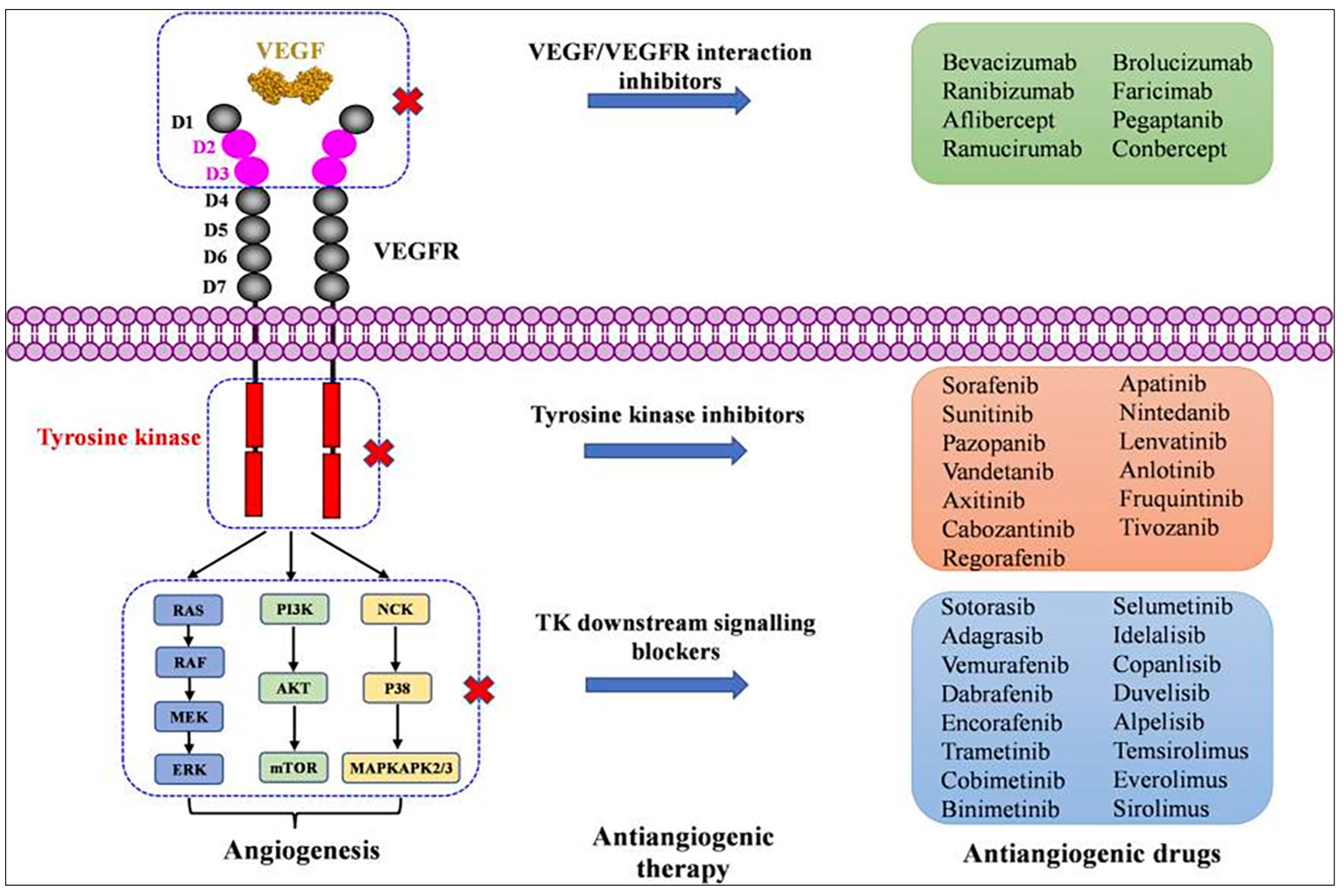 Biomedicines 12 01328 g005