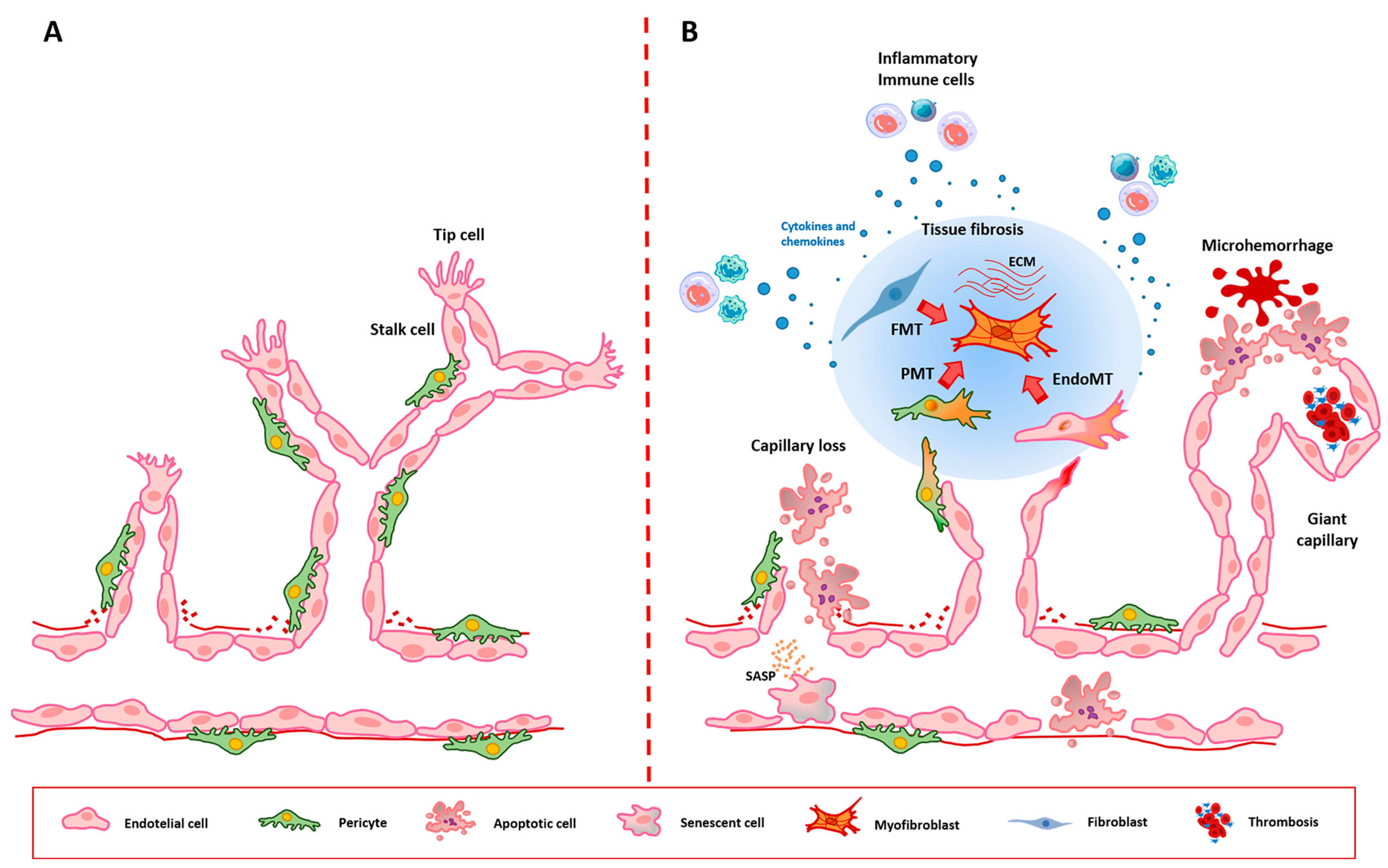 Biomedicines 12 01331 g001