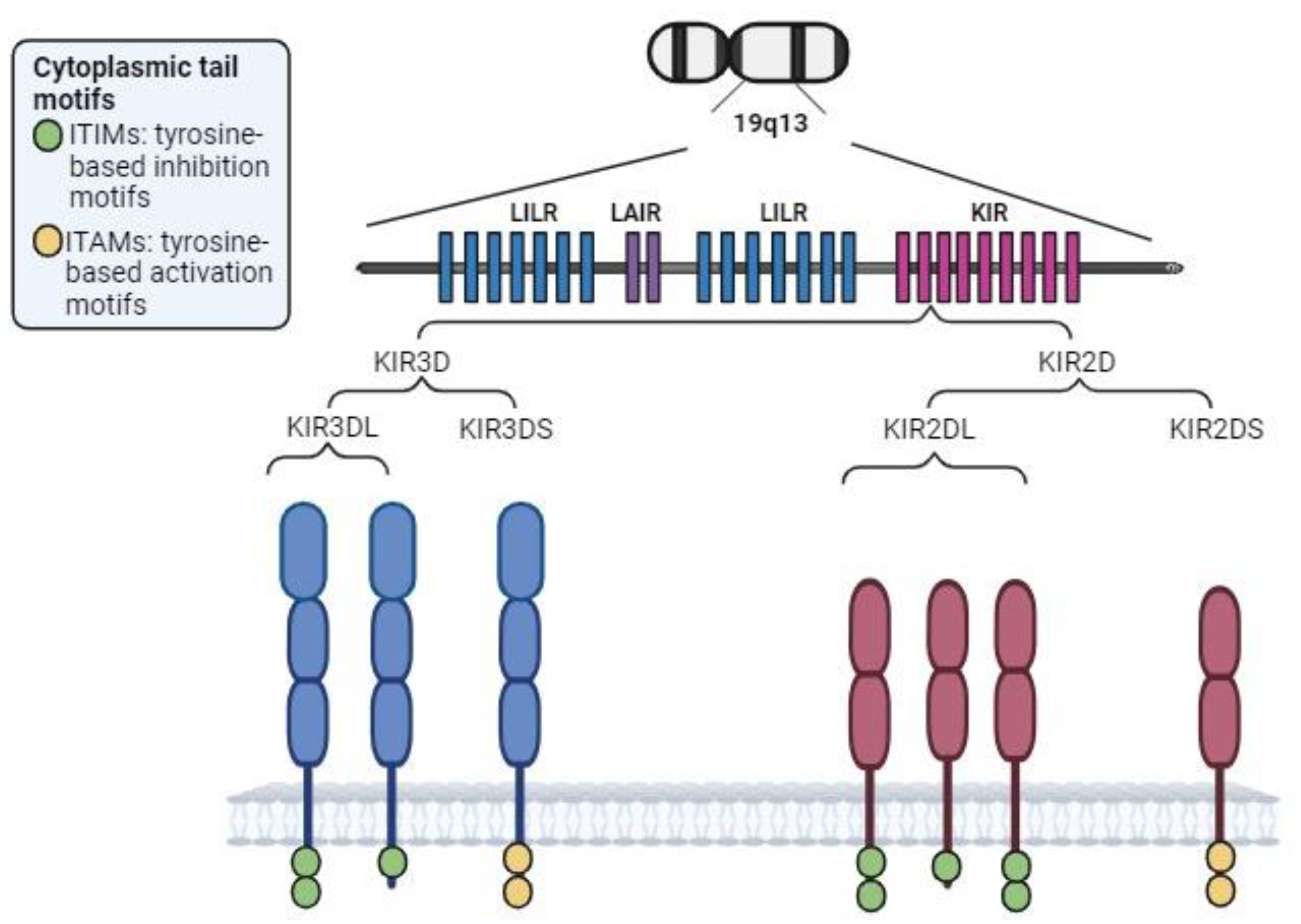 Biomedicines 12 01333 g003
