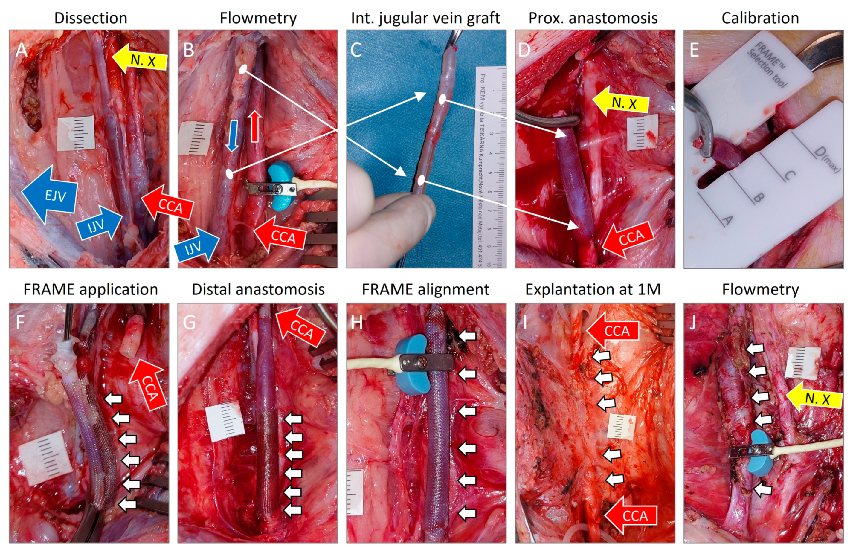 Biomedicines 12 01335 g001 Biomedicines 12 01335 g001