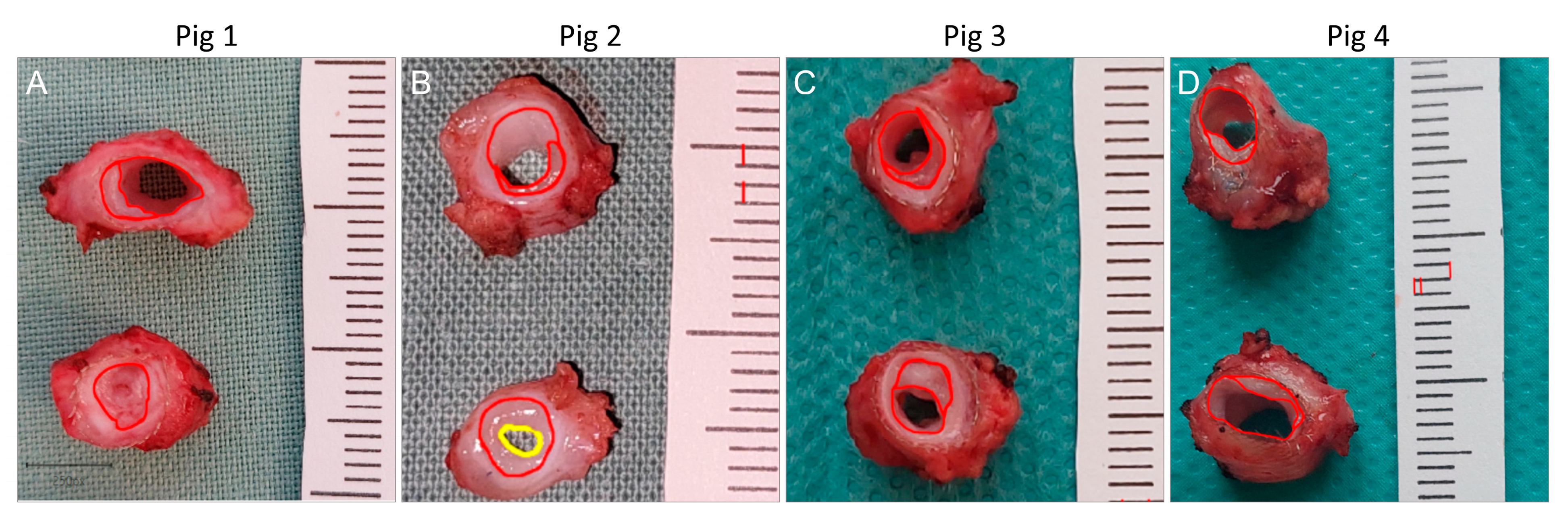 Biomedicines 12 01335 g002 Biomedicines 12 01335 g002