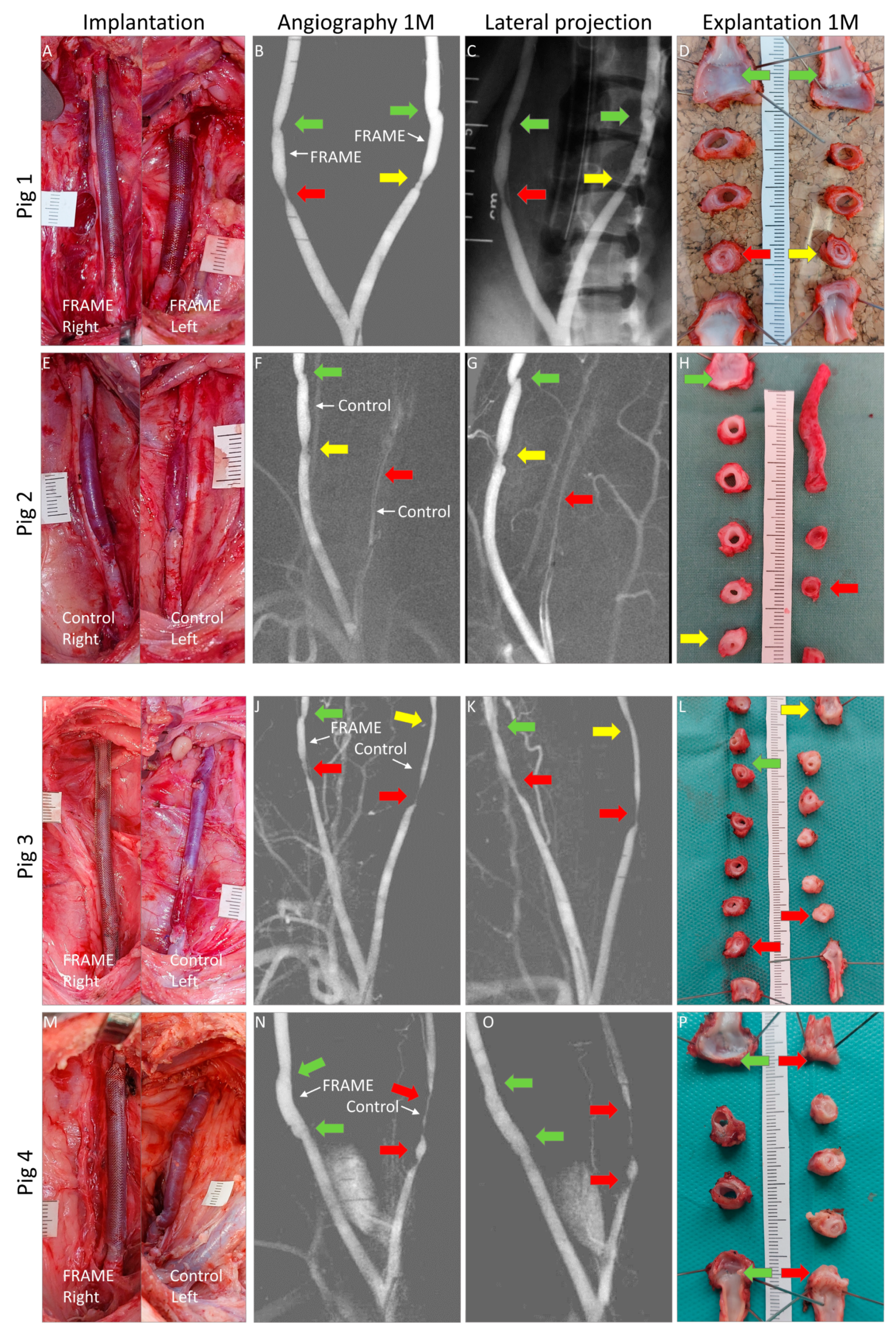 Biomedicines 12 01335 g003 Biomedicines 12 01335 g003