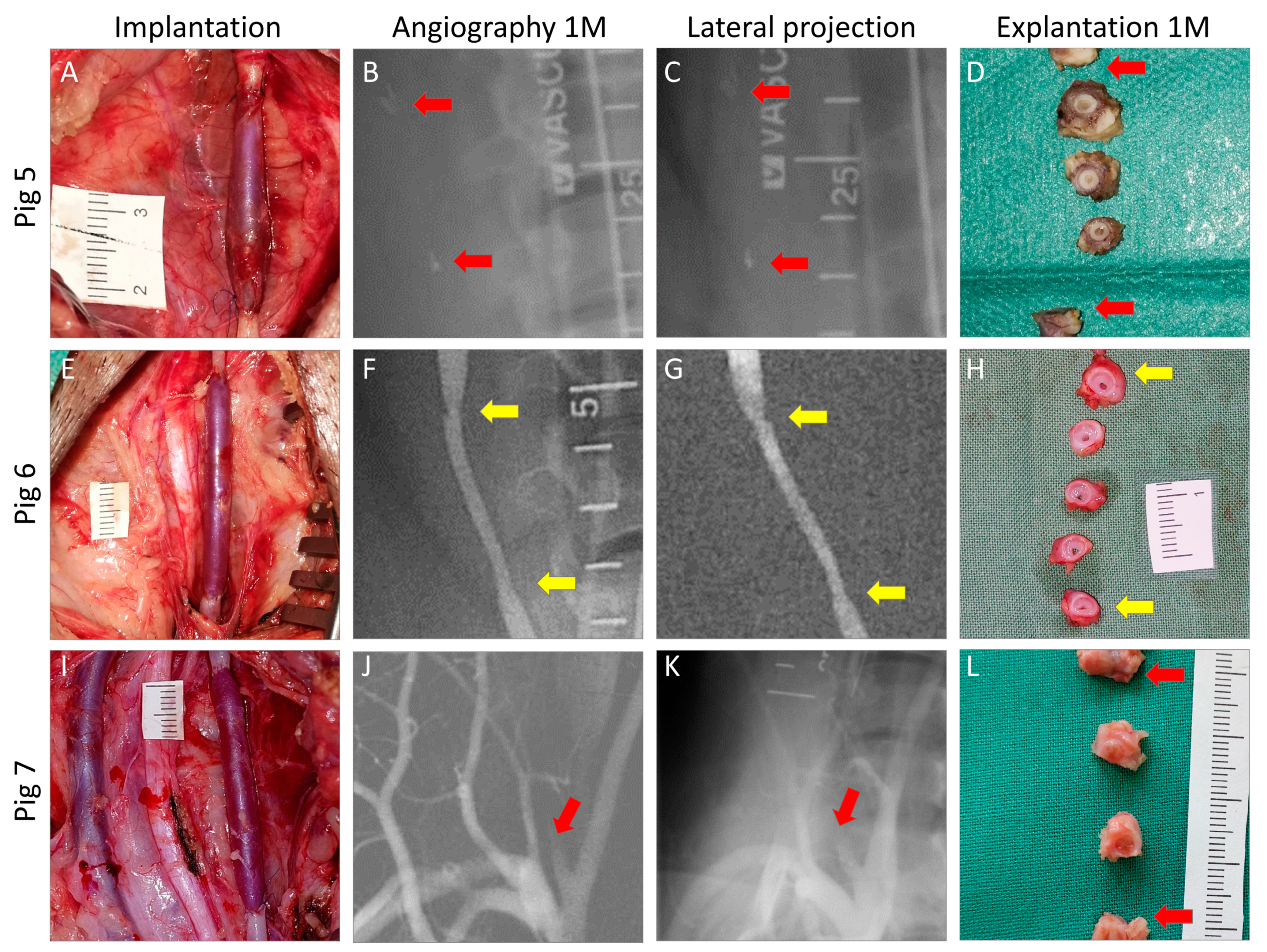 Biomedicines 12 01335 g004 Biomedicines 12 01335 g004