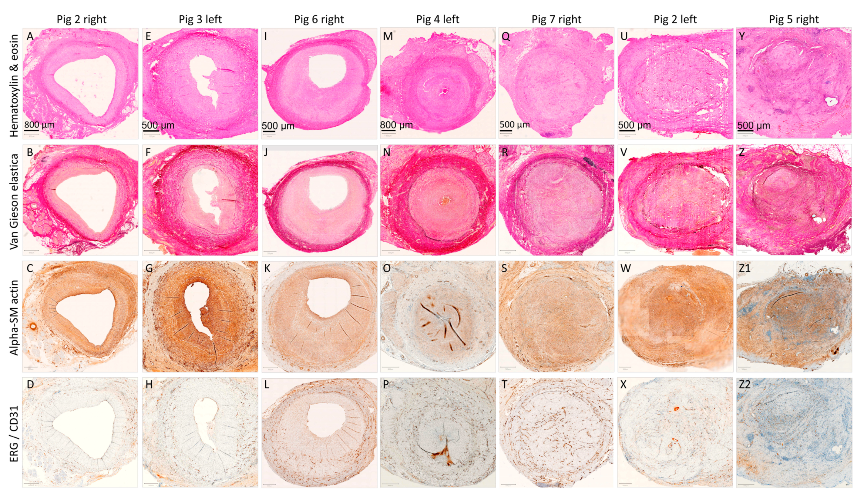 Biomedicines 12 01335 g008 Biomedicines 12 01335 g008