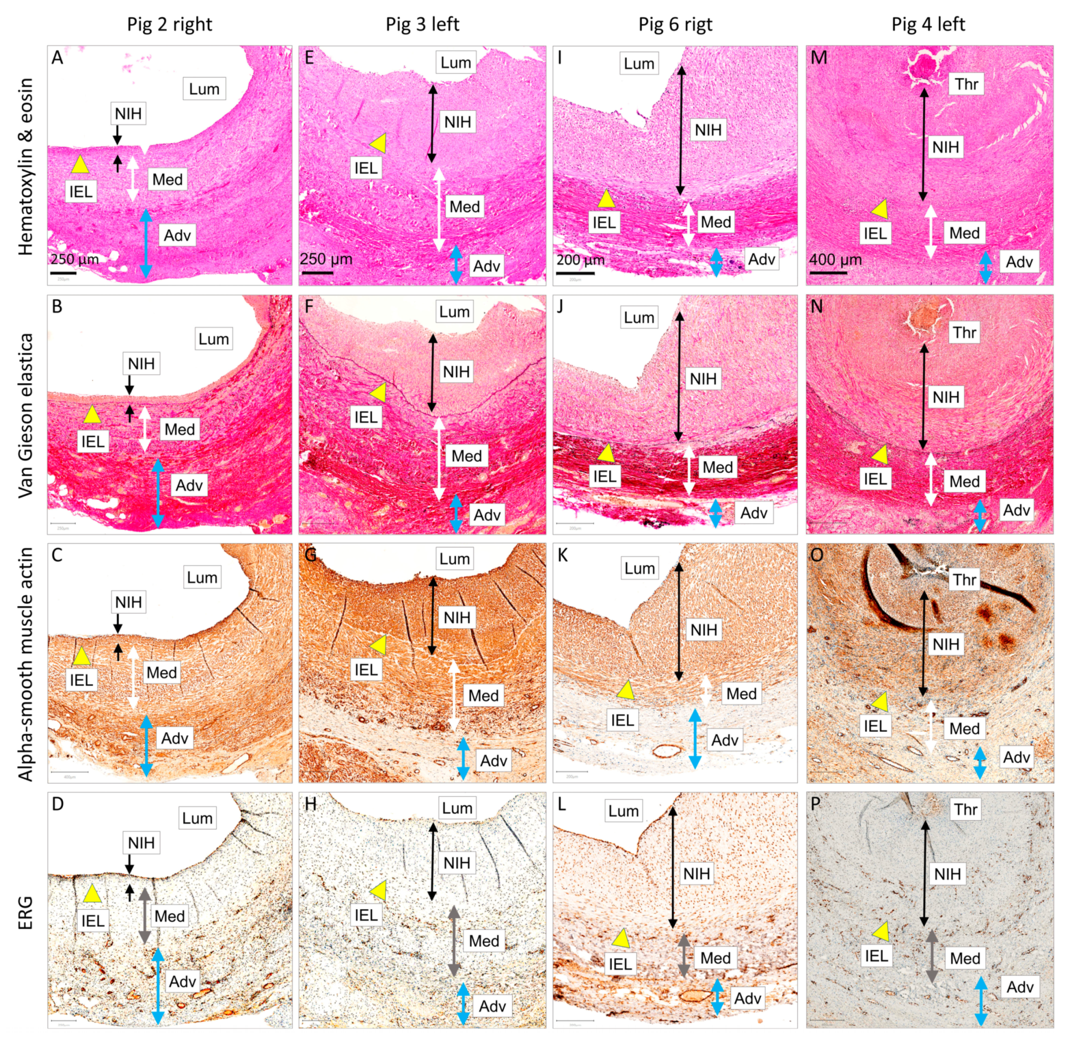 Biomedicines 12 01335 g009 Biomedicines 12 01335 g009