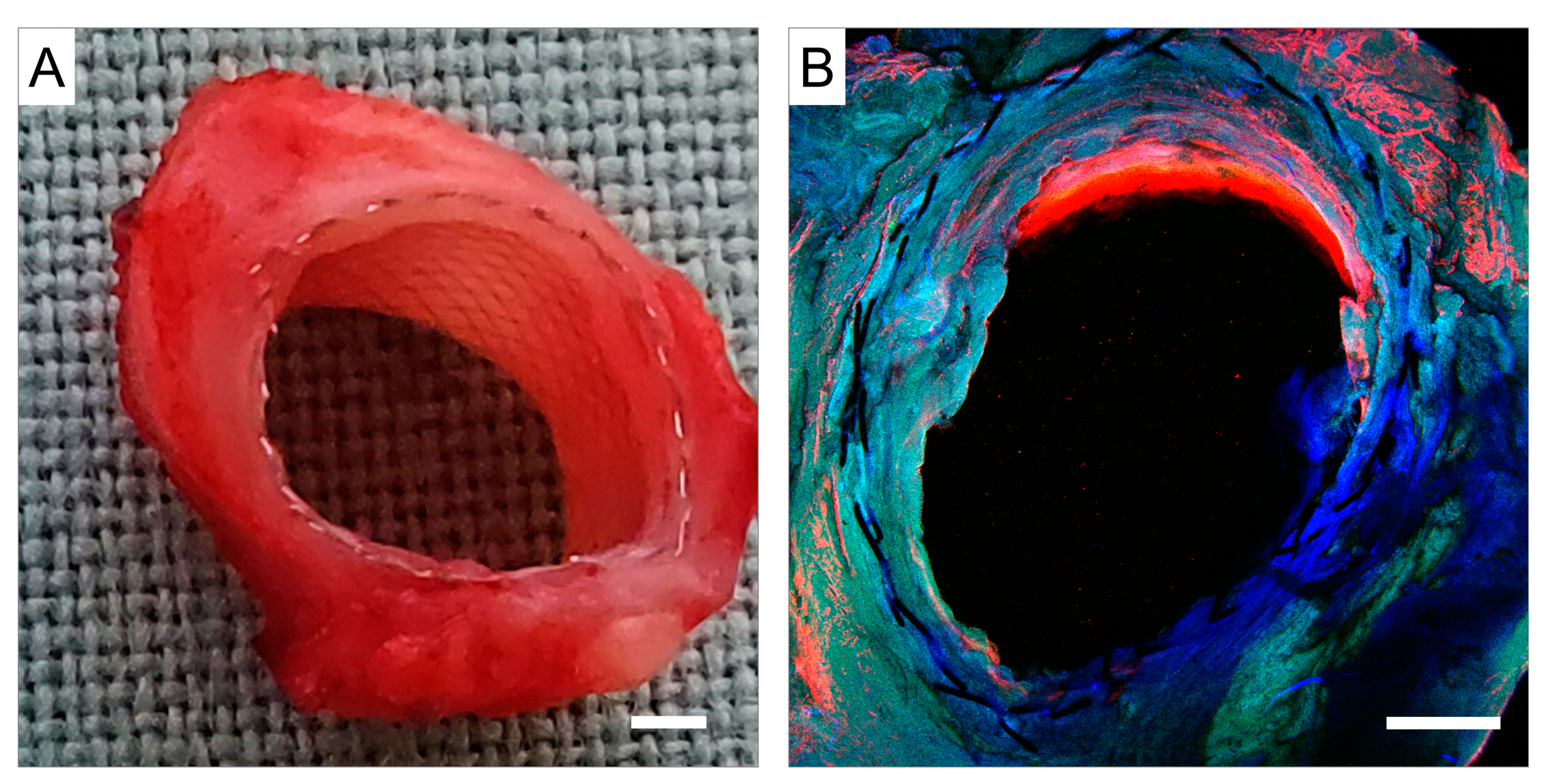 Biomedicines 12 01335 g010 Biomedicines 12 01335 g010