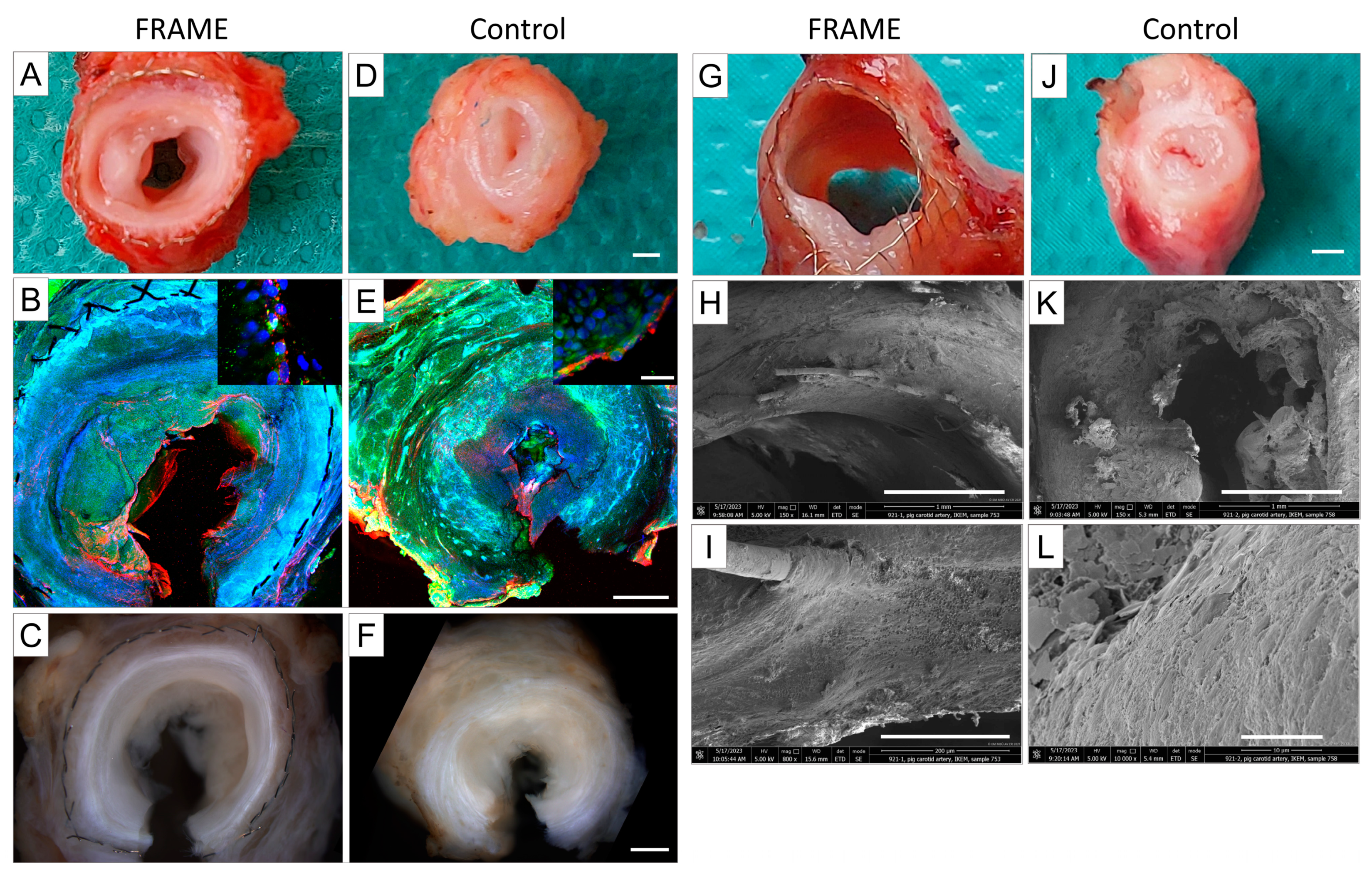 Biomedicines 12 01335 g011 Biomedicines 12 01335 g011