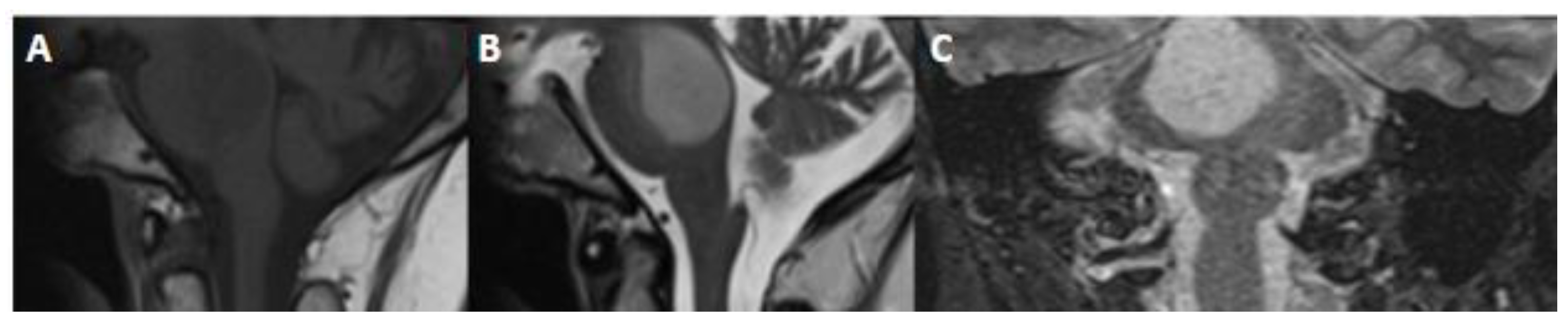 Biomedicines 12 01349 g009 Biomedicines 12 01349 g009