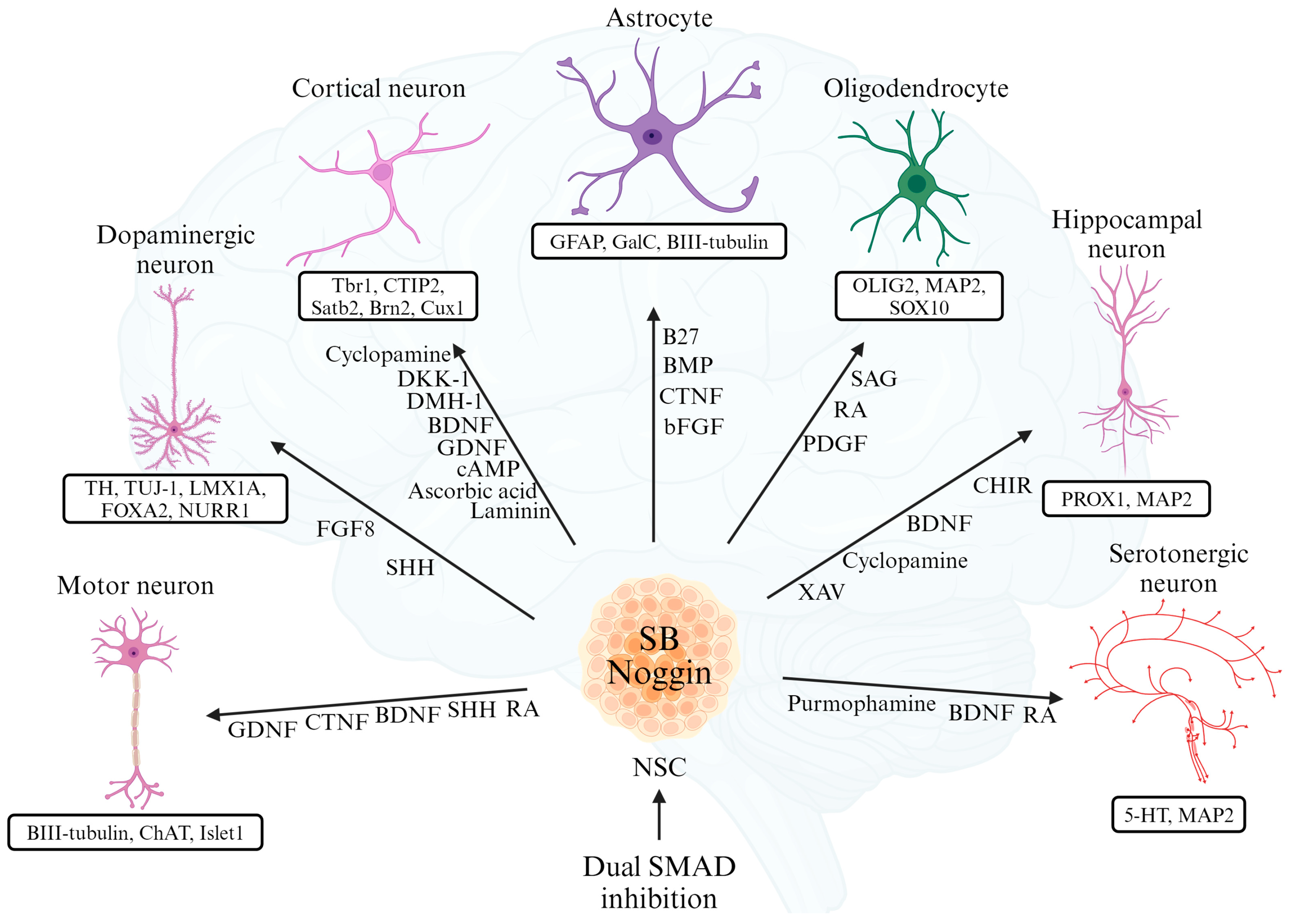 Biomedicines 12 01350 g002 Biomedicines 12 01350 g002