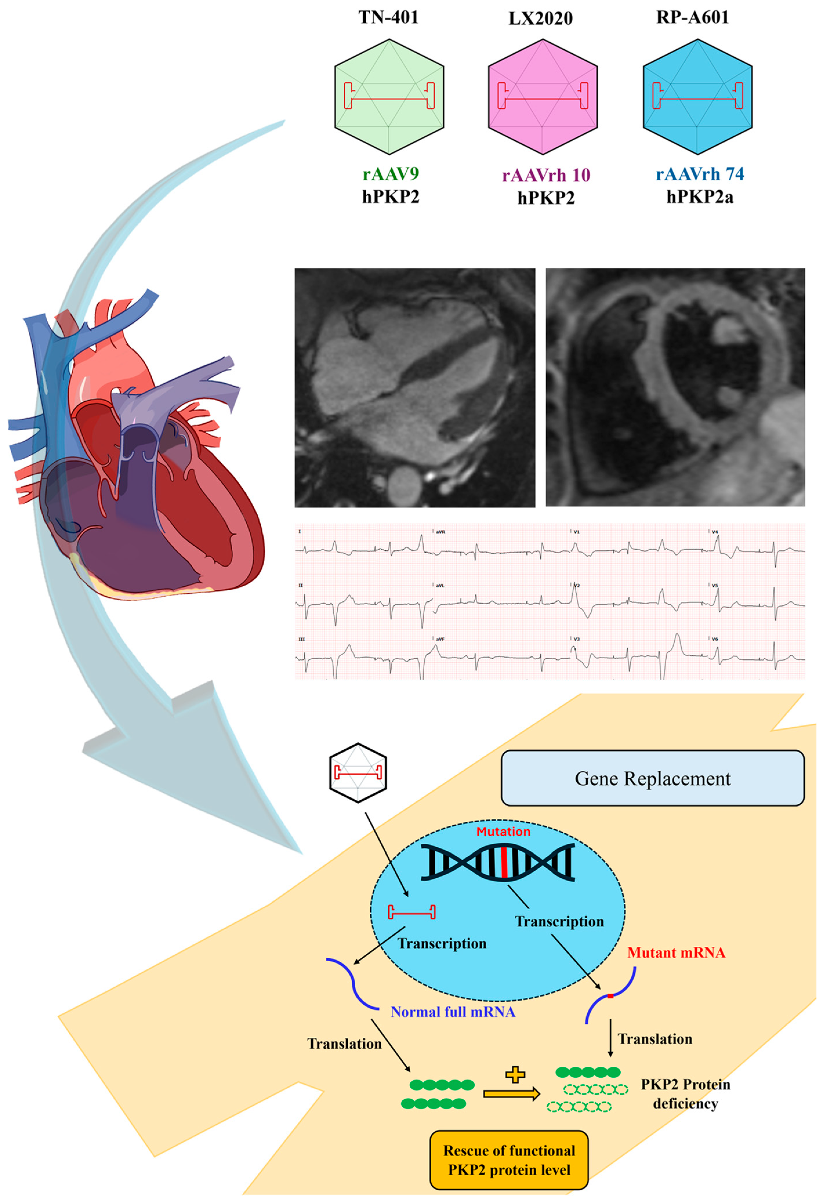 Biomedicines 12 01351 g002