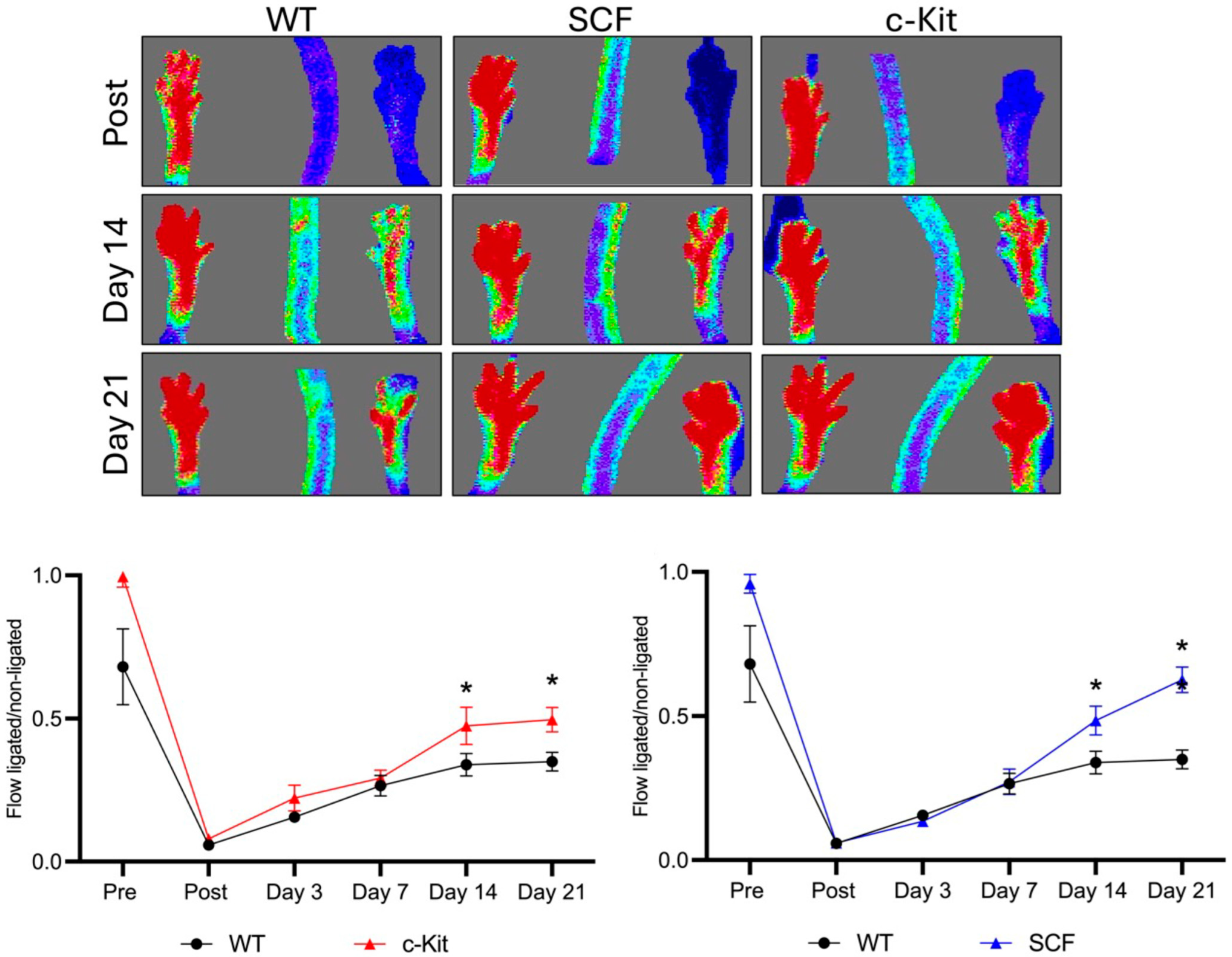 Biomedicines 12 01358 g003 Biomedicines 12 01358 g003