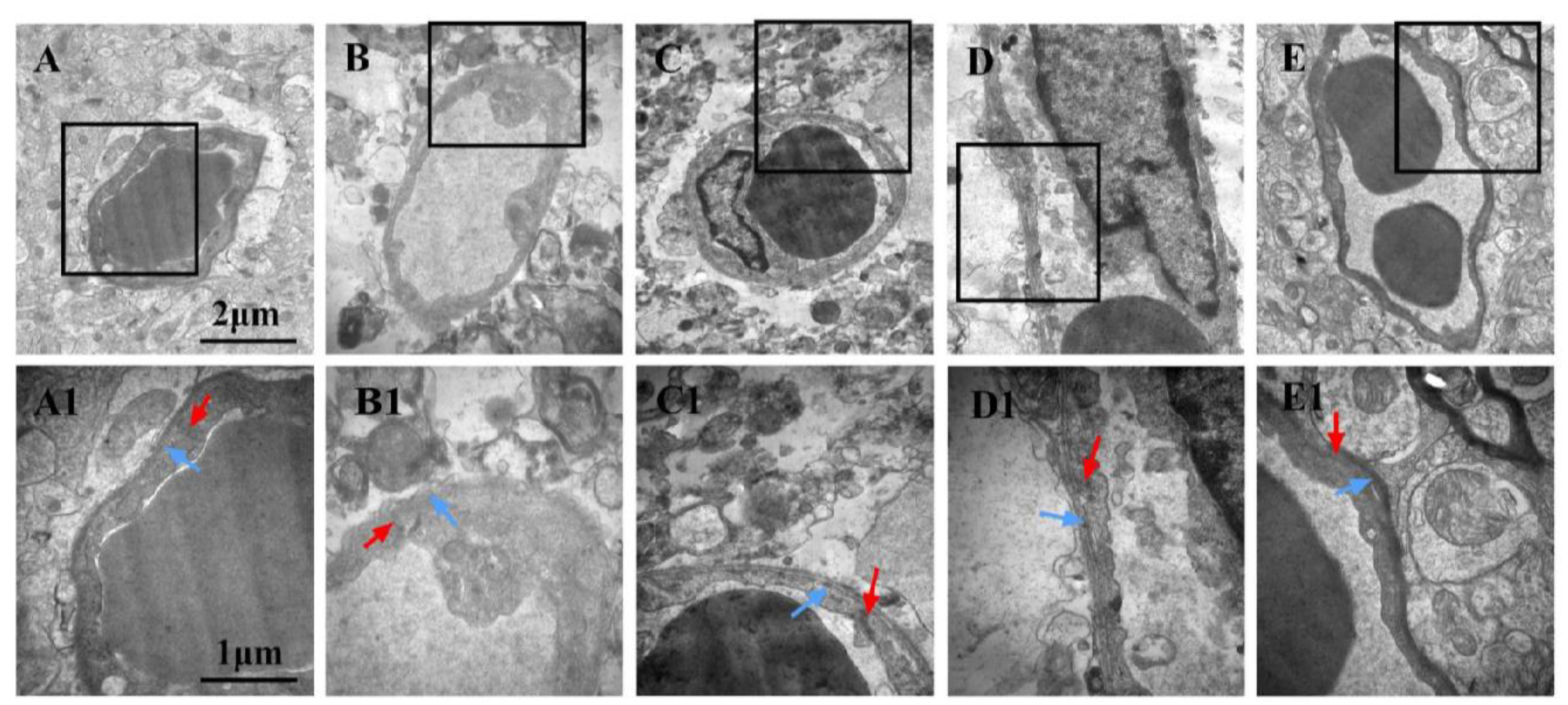 Biomedicines 12 01366 g008