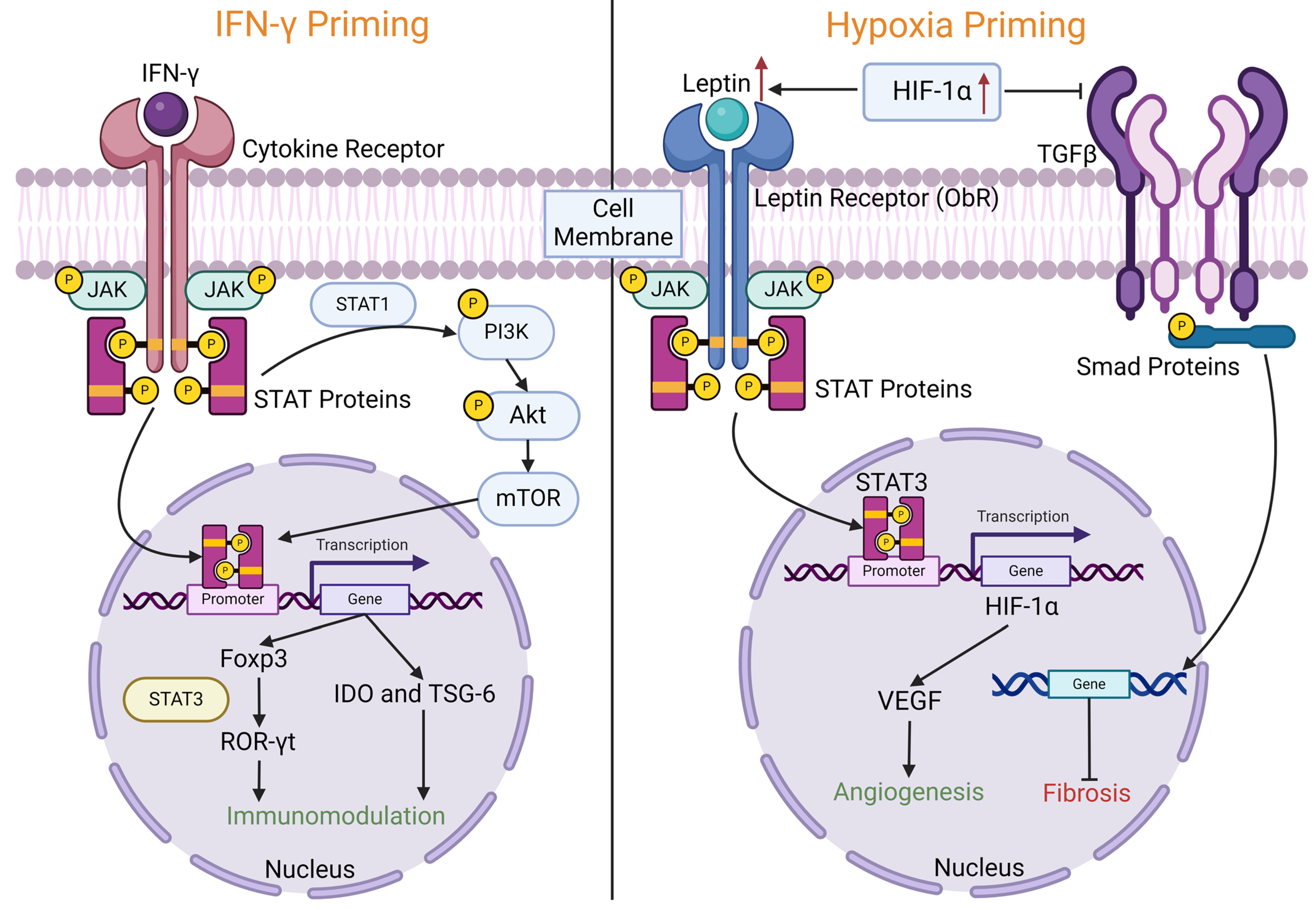 Biomedicines 12 01369 g002